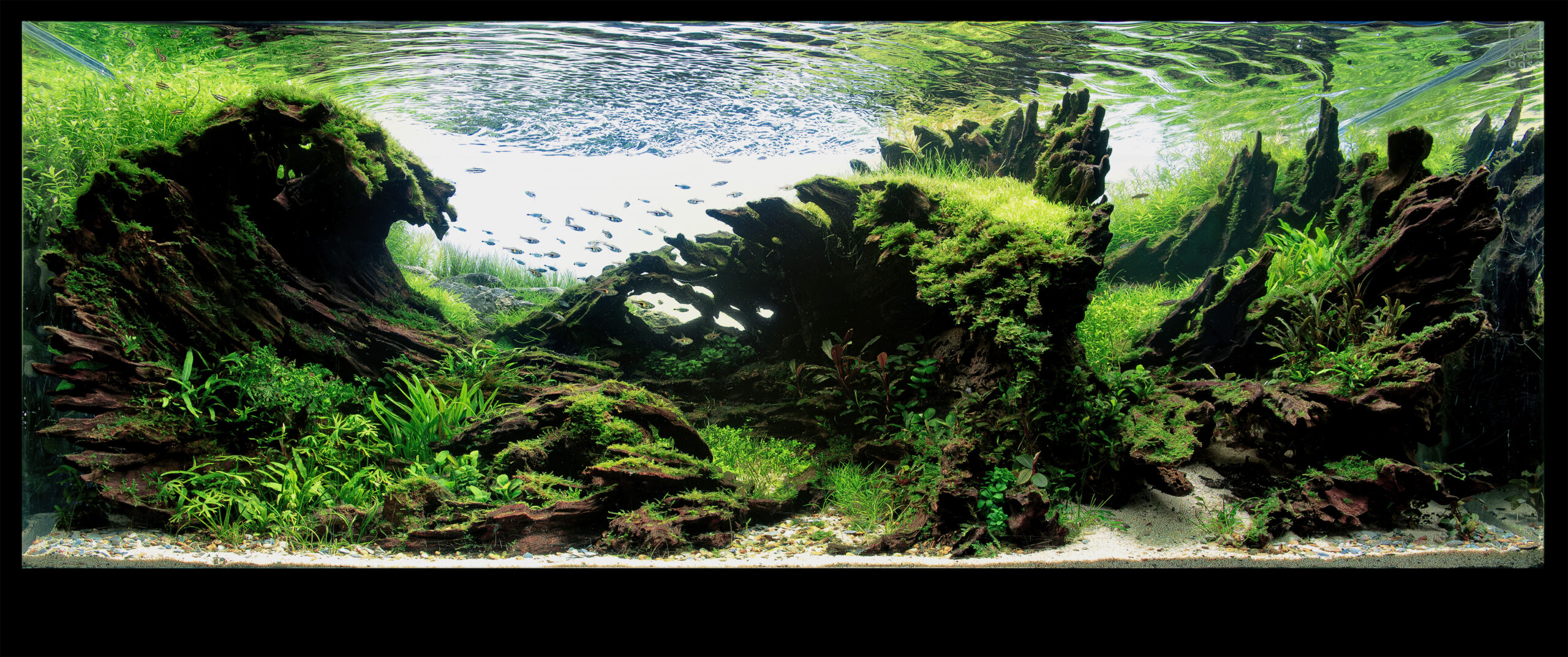 Great Wave.jpg AGAIAC 2024 Best of Show "Great Wave" by Luca Galarraga