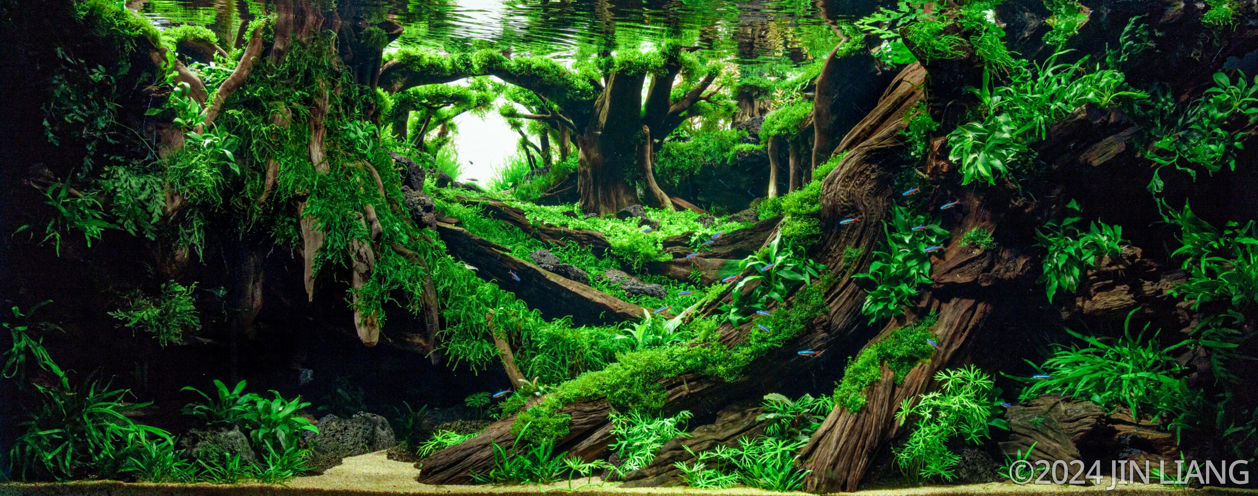 #138 复之森源 Origin of Forest by Jin Liang, China
