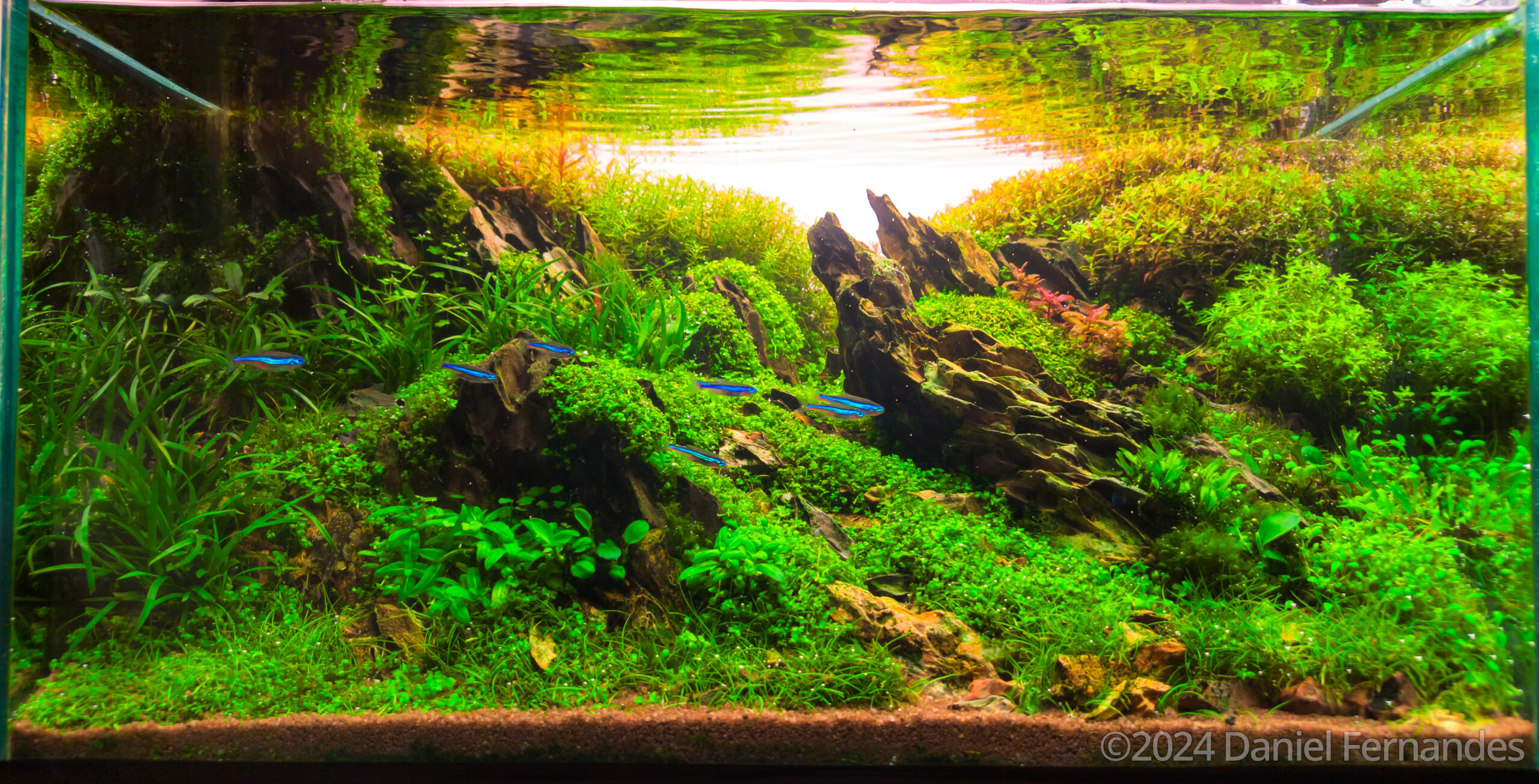 #37 Sagascape by Daniel Fernandes, Brazil