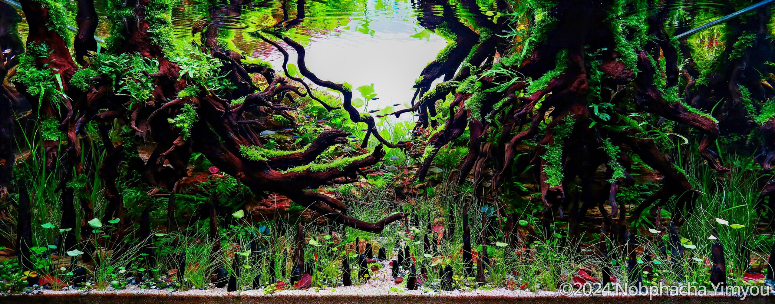 #400 MANGROVE PARADISE by Nobphacha Yimyou, Thailand