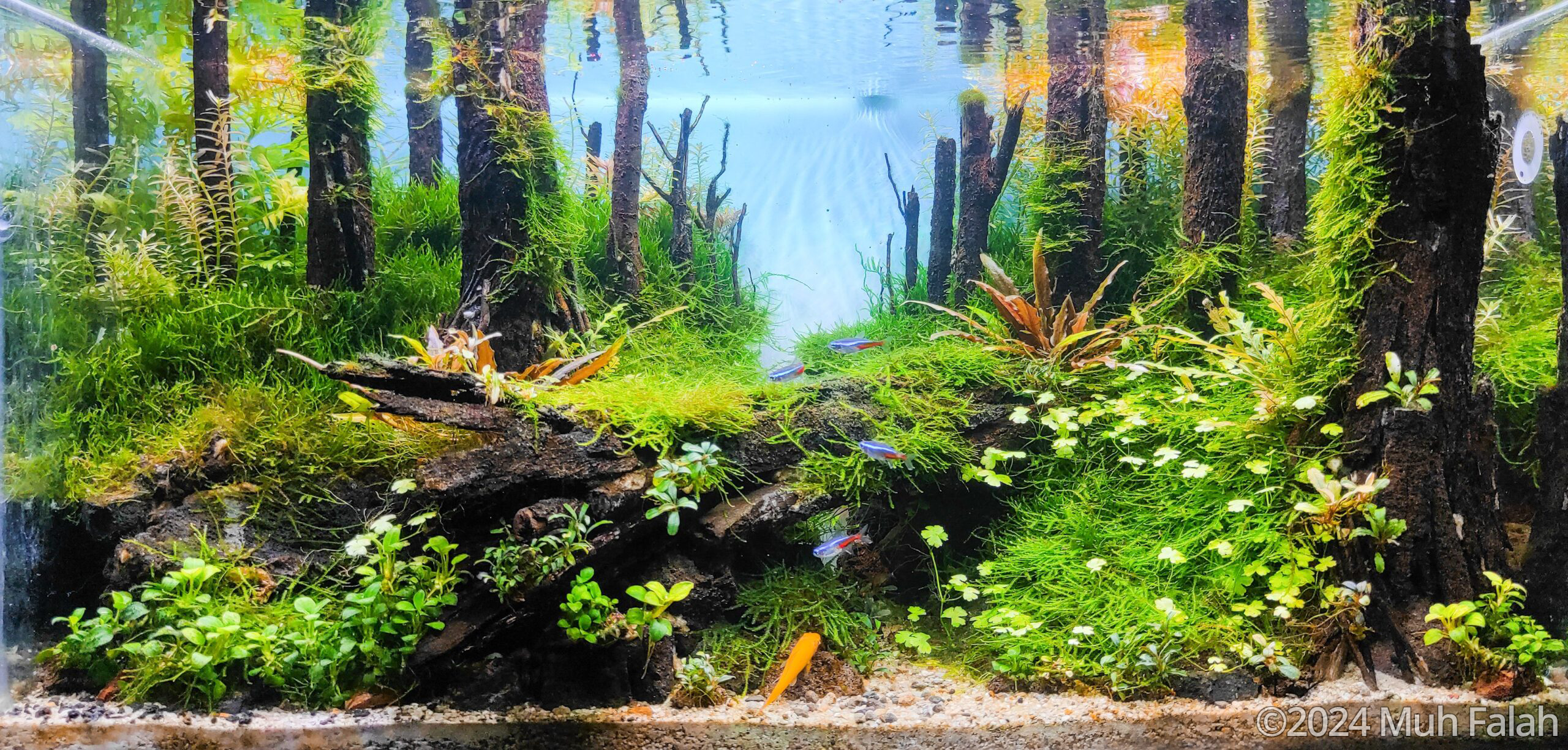 #49 Kartajaya Forest by Muh Falah, Indonesia