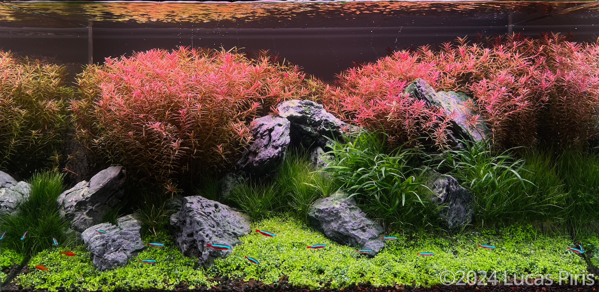 #114 Rotala Garden by Lucas Piris, Brazil