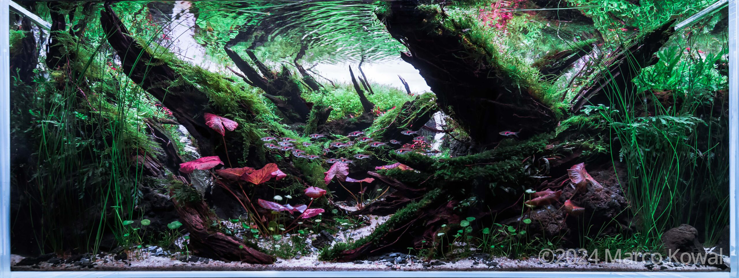 #163 Scarlet stream by Marco Kowal, Netherlands