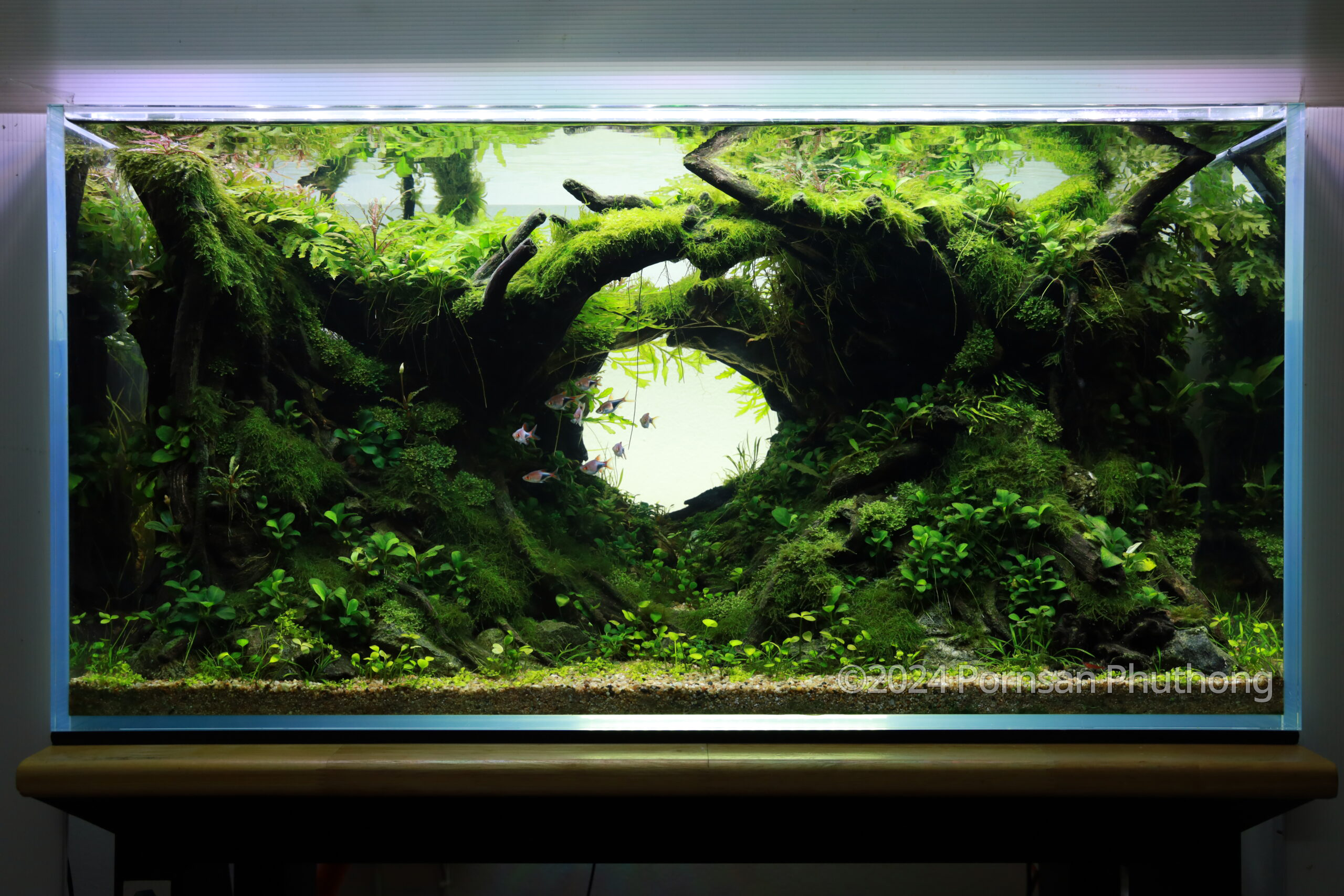 #170 Jungle Tunnel by Pornsan Phuthong, Thailand