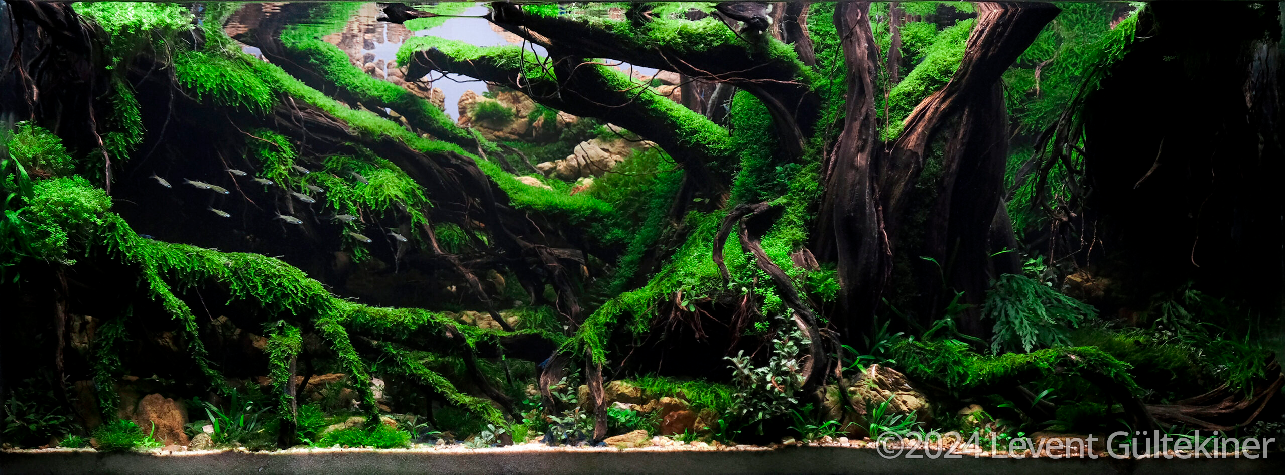#177 Kingdom of Green Roots by Levent Gülteki̇ner, Turkey