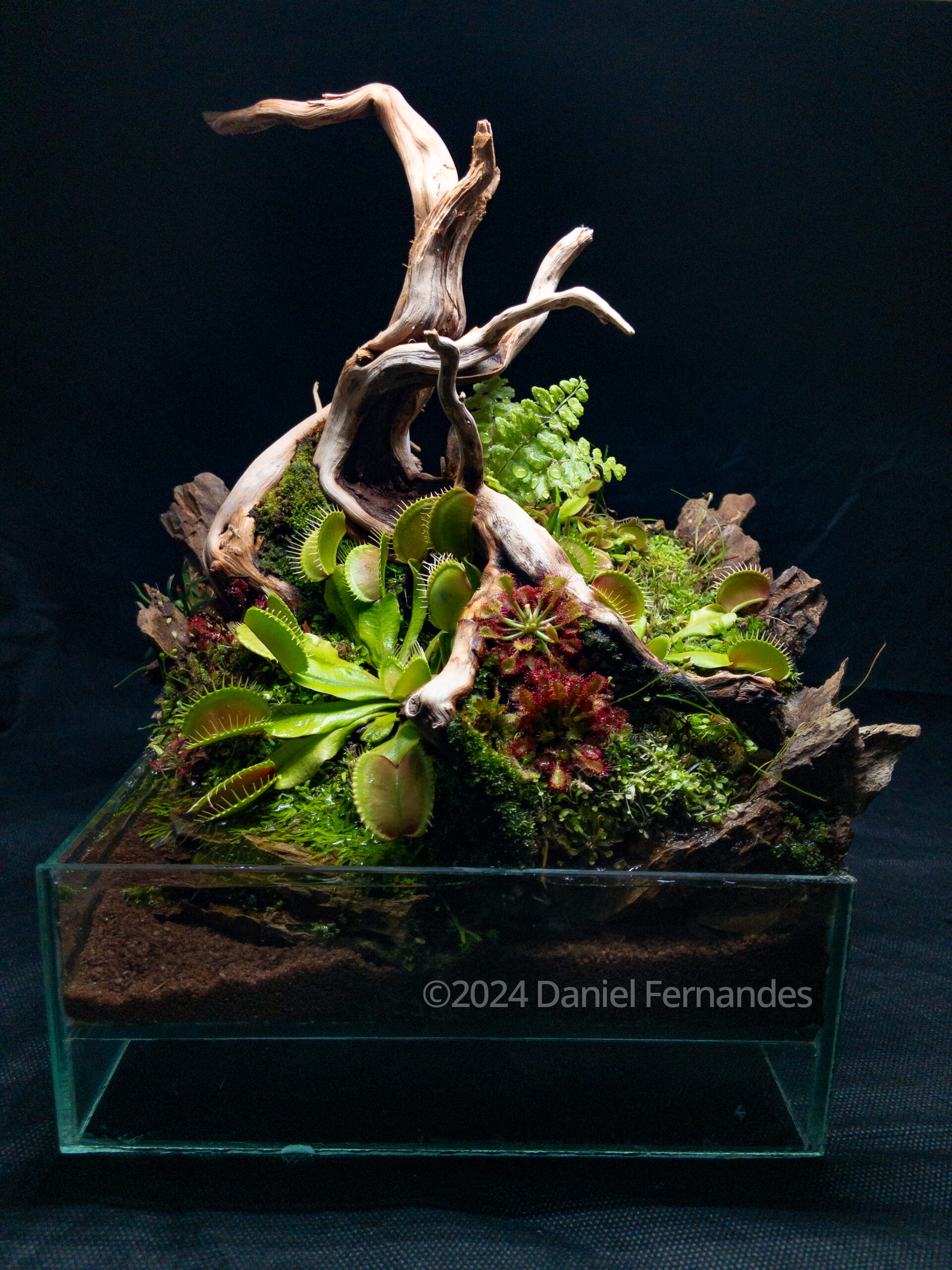 #181 Nature’s Ambush by Daniel Fernandes, Brazil
