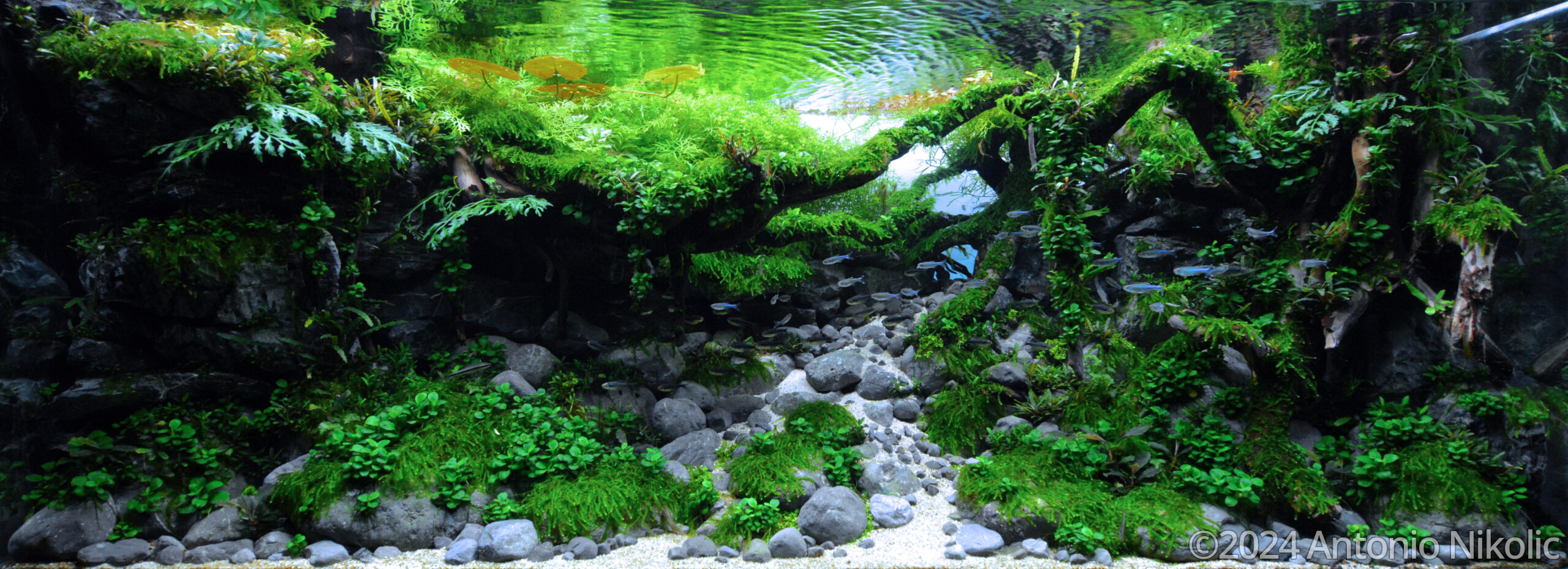 #19 Torrent by Antonio Nikolic, Croatia