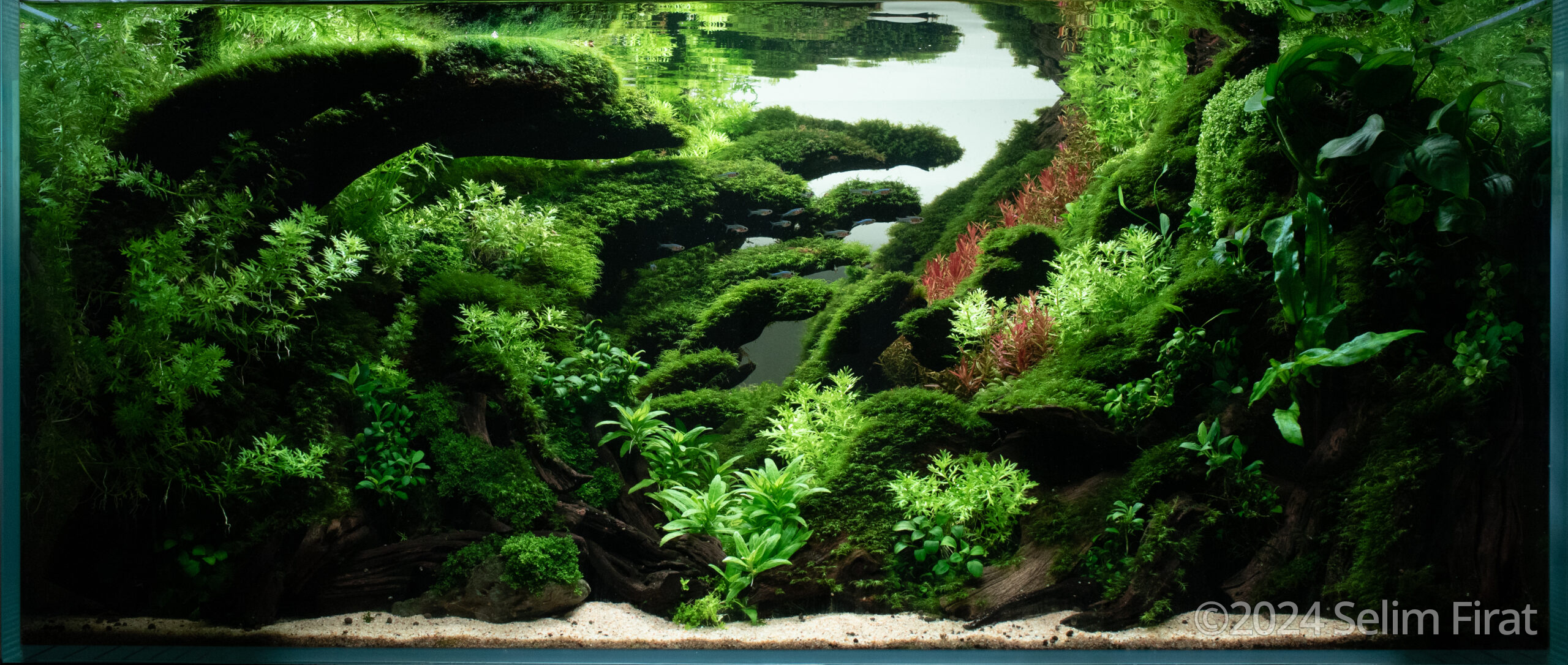 #207 In The Shallows by Selim Firat, United States of America
