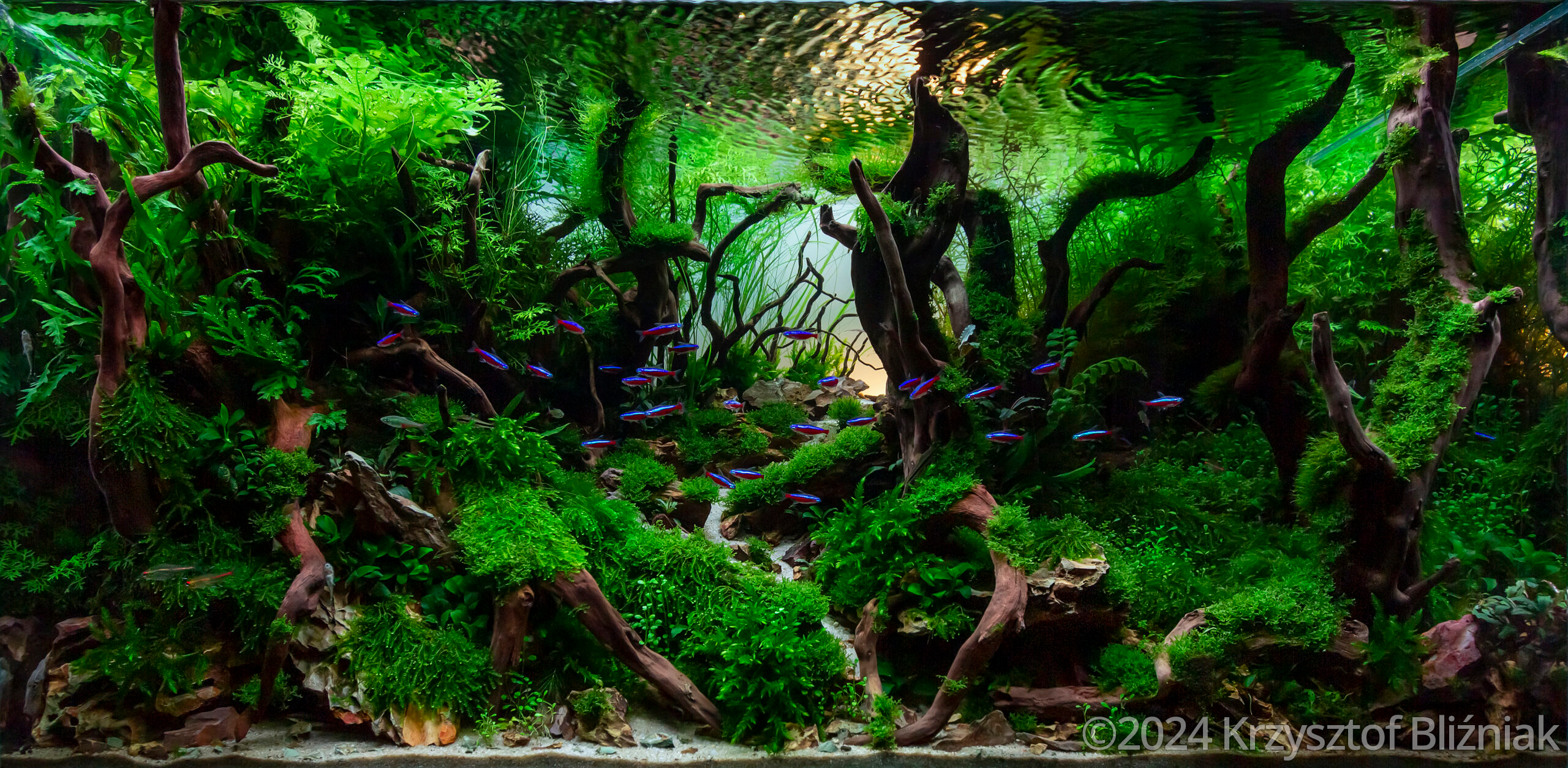 #212 Mysterious forest by Krzysztof Bliźniak, Poland