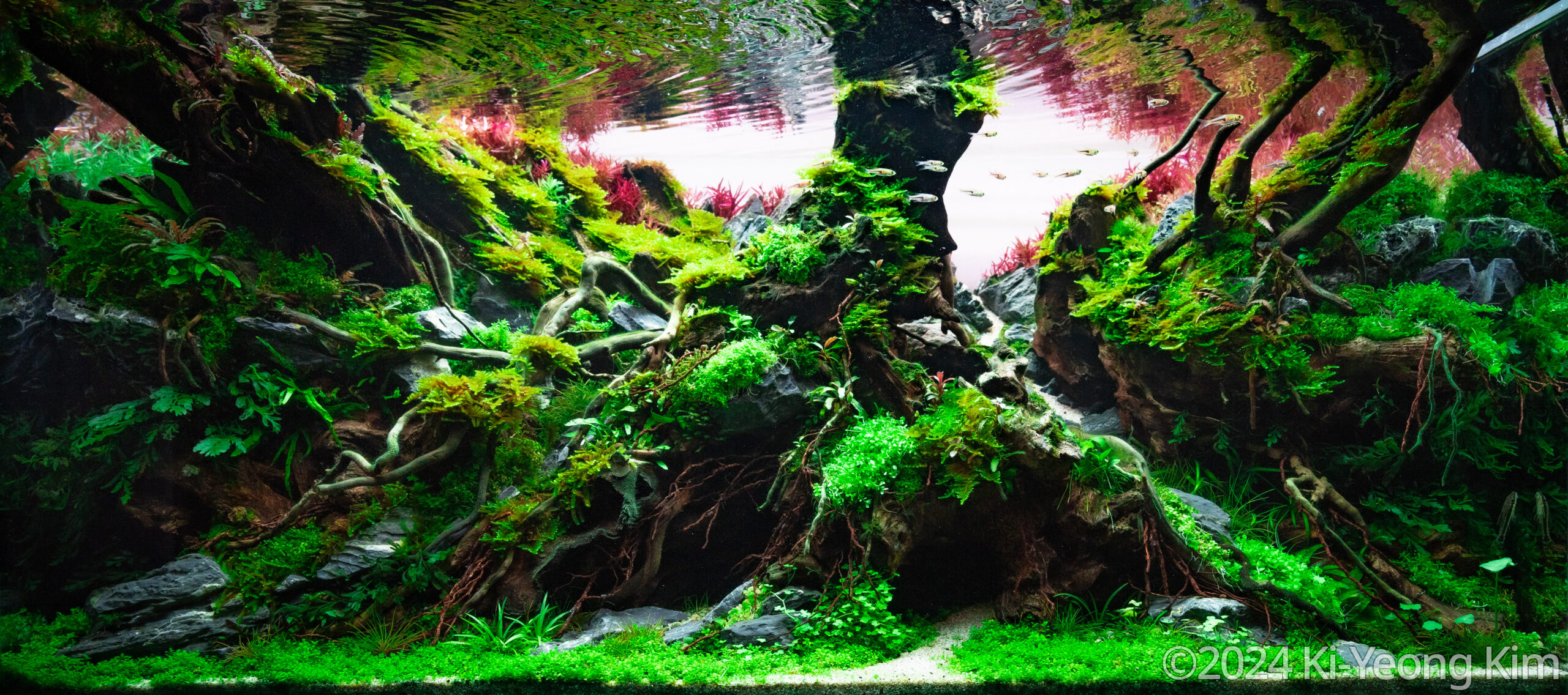 #222 Time of roots by Ki-Yeong Kim, South Korea