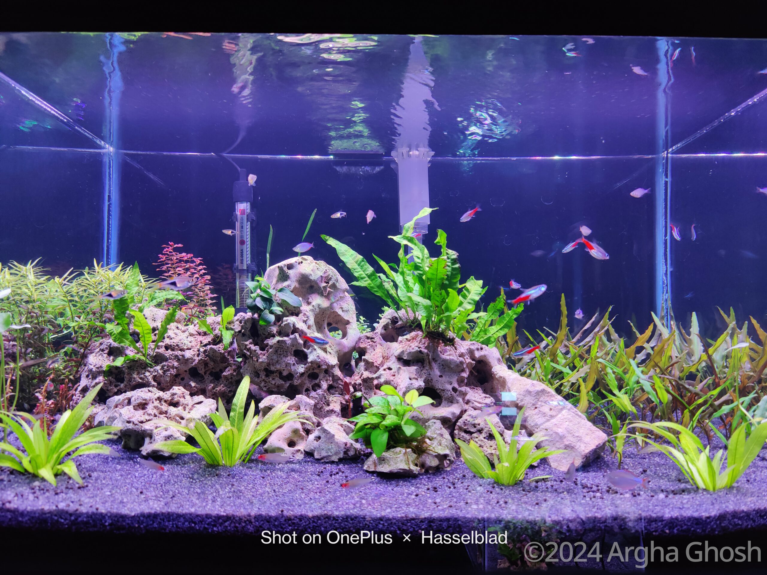 #237 Rock garden by Argha Ghosh, India