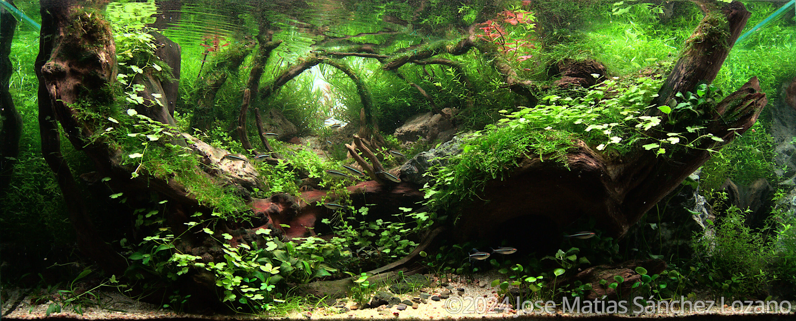 #250 Mediterranean Forest by Jose Matías Sánchez Lozano, Spain