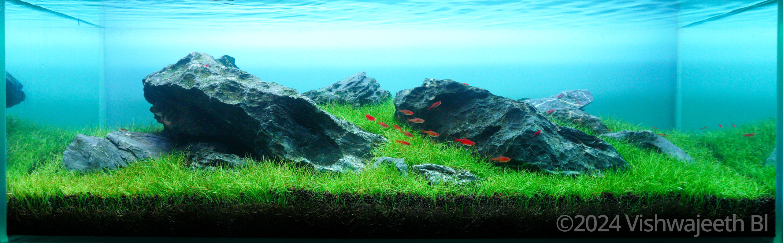 #258 Emerald Oasis by Vishwajeeth Bl, India