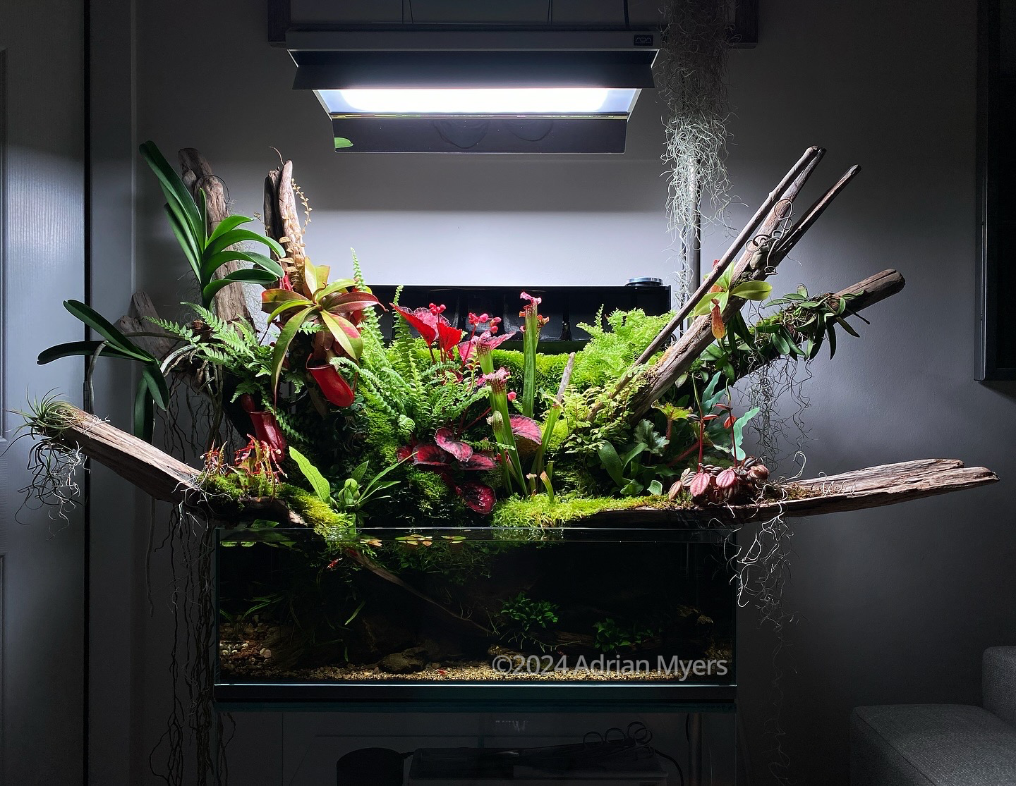 #261 Jungle Puddle by Adrian Myers, United Kingdom