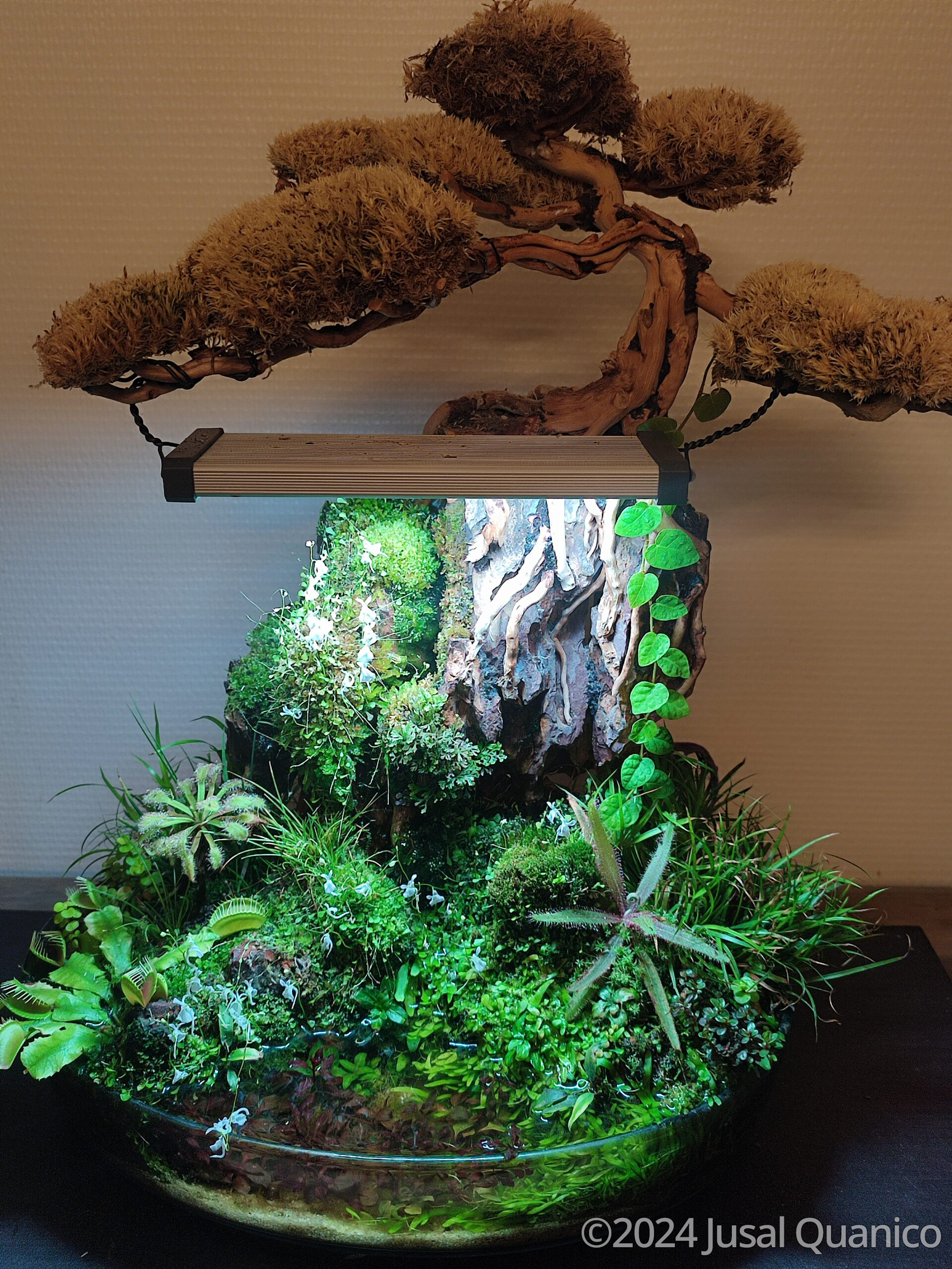 #269 Primeval jungle by Jusal Quanico, Belgium