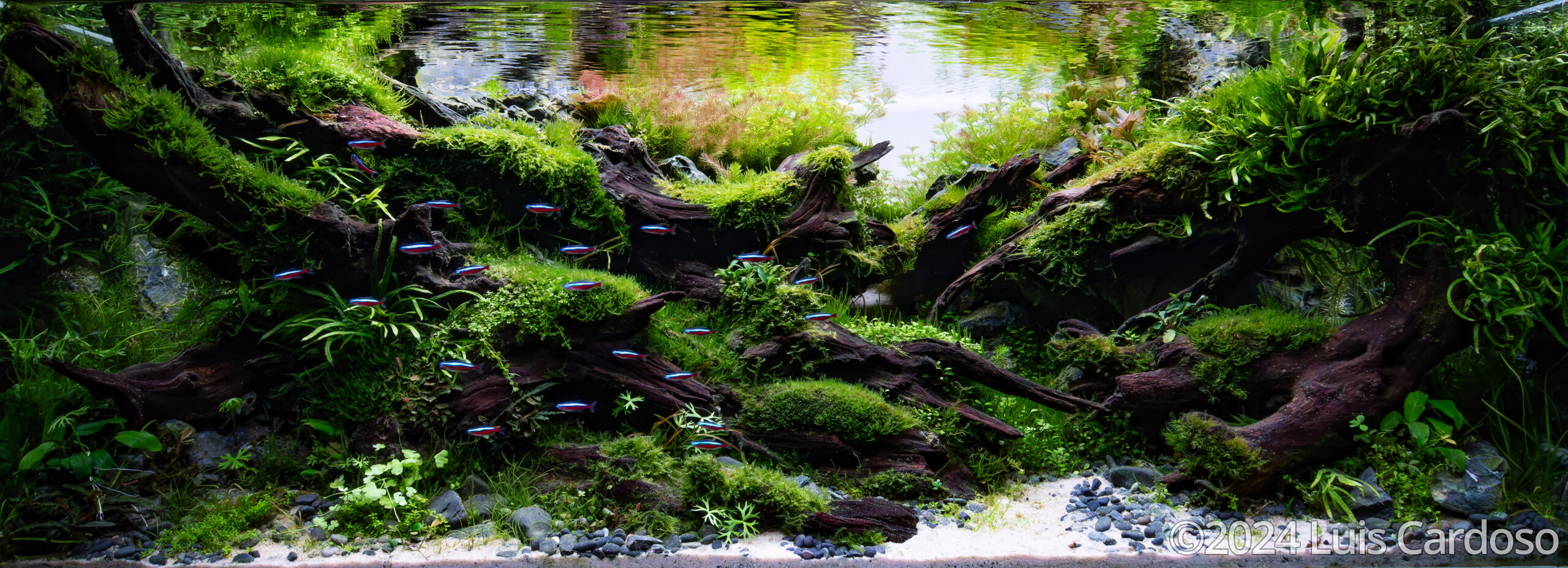 #297 Quietitude of Nature by Luis Cardoso, Portugal