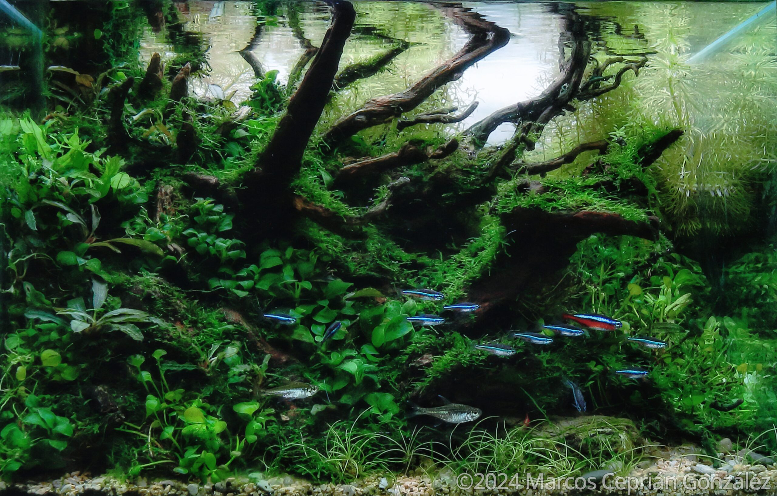 #302 Verdant Tranquility by Marcos Ceprián González, Spain