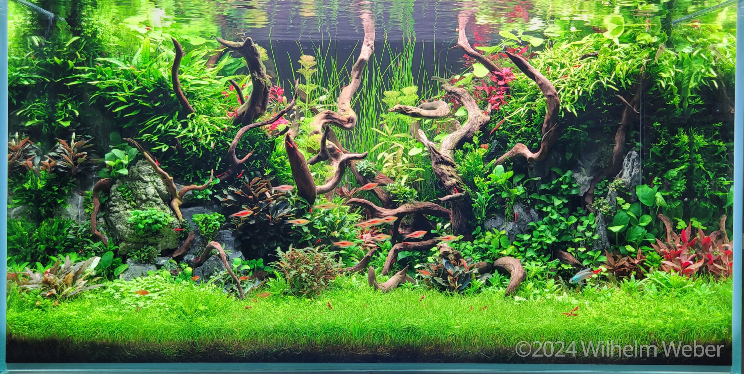 #303 My Jungle by Wilhelm Weber, Germany