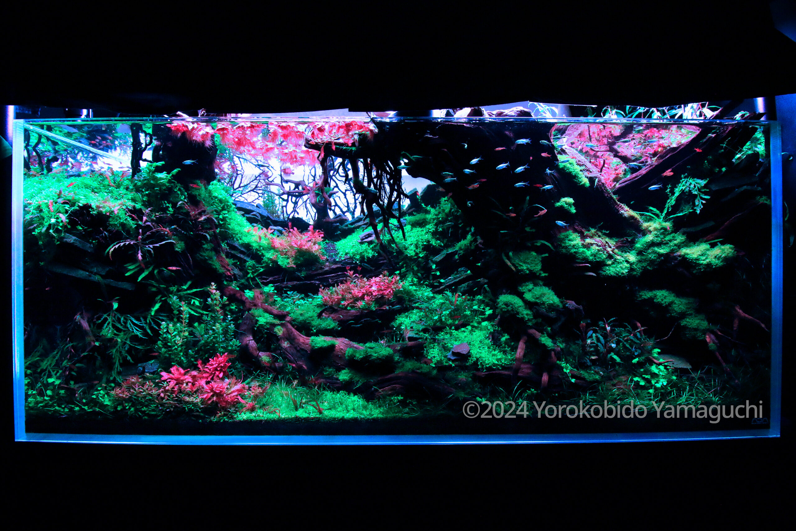 #309 The Road of Roses by Yorokobido Yamaguchi, Japan