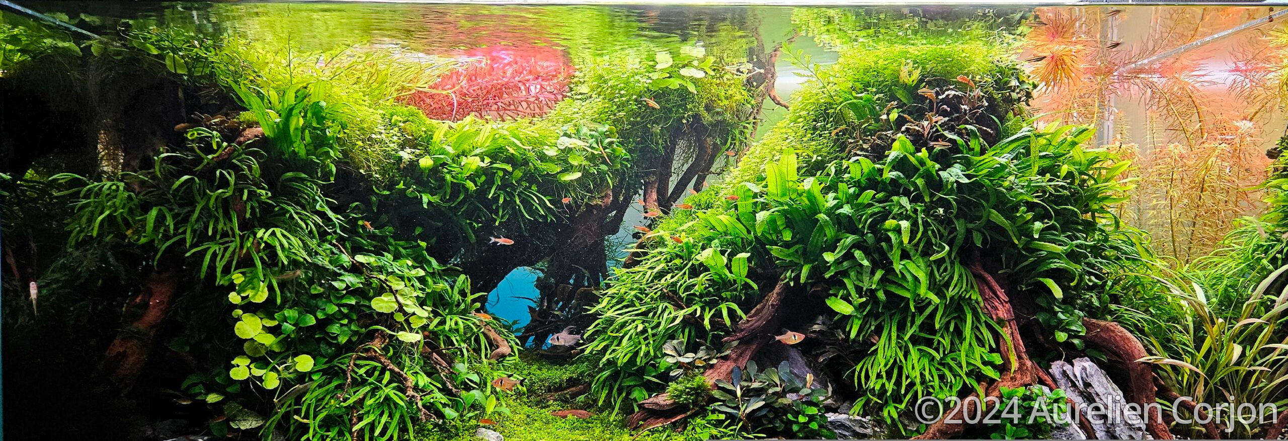 #315 The Way out of the Jungle by Aurelien Corjon, France