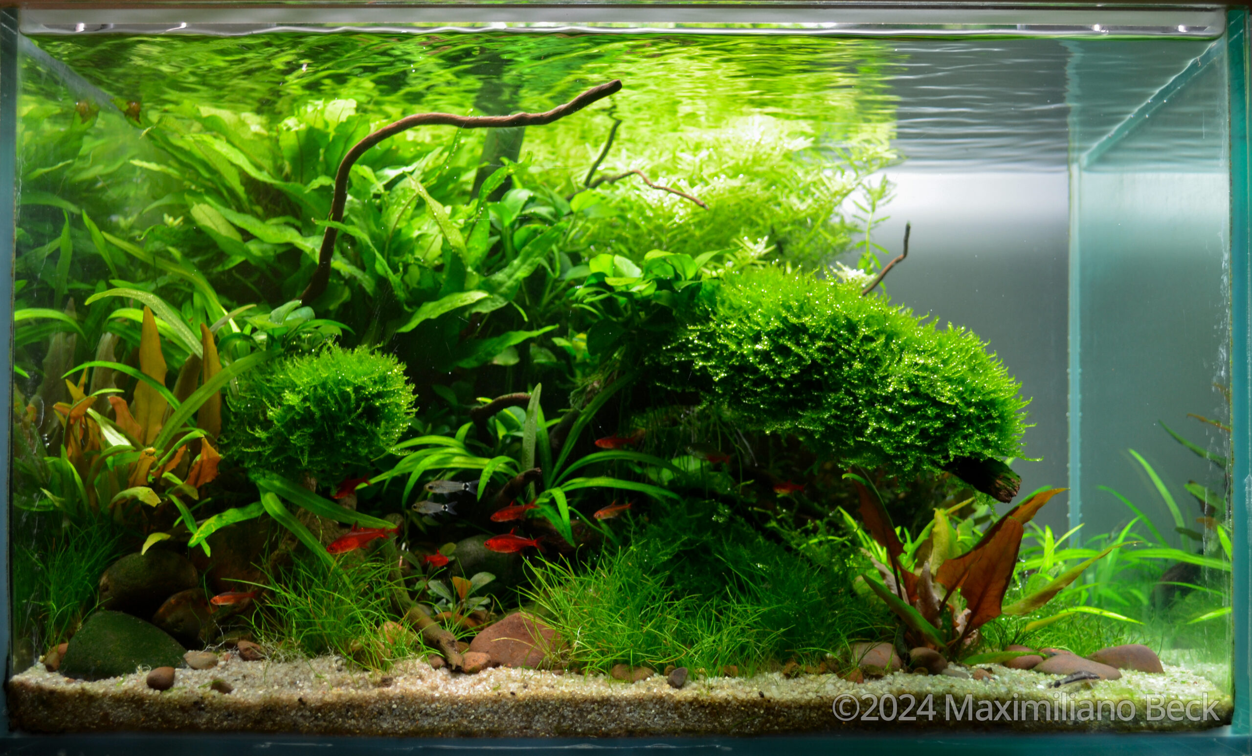 #320 The Reach by Maximiliano Beck, Brazil