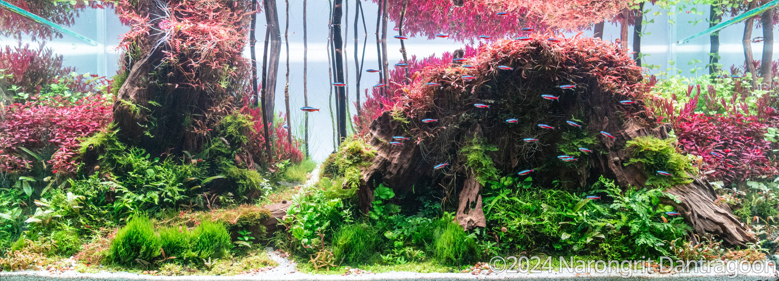 #321 Colorful Sensation by Narongrit Dantragoon, Thailand