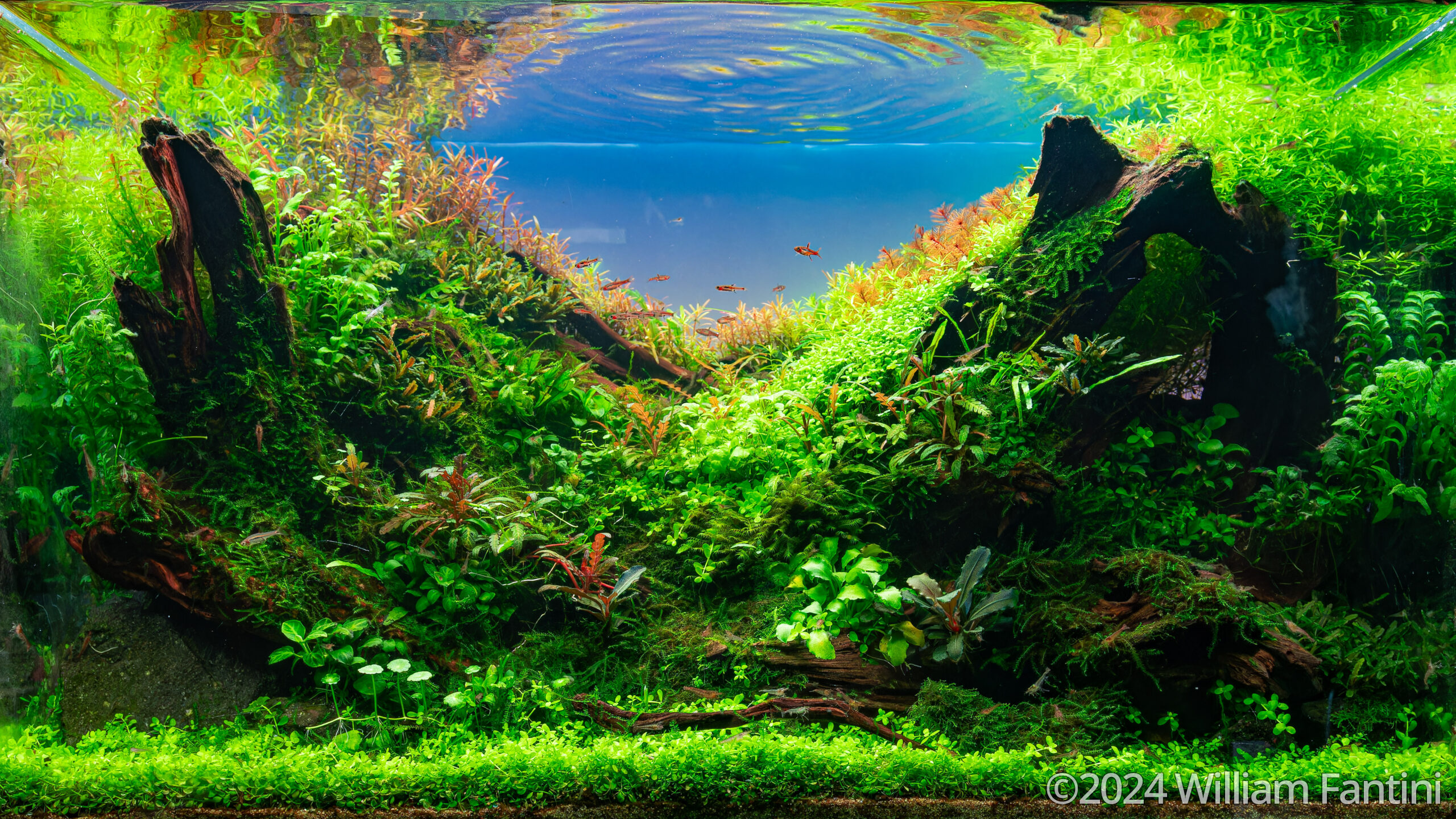#330 Nirvana 2 by Patrik Nemeth, Hungary