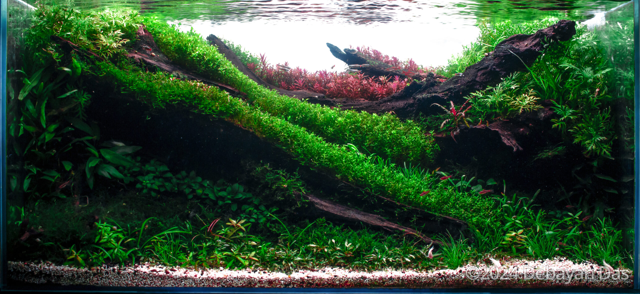 #336 Emerald Eden by Debayan Das, India