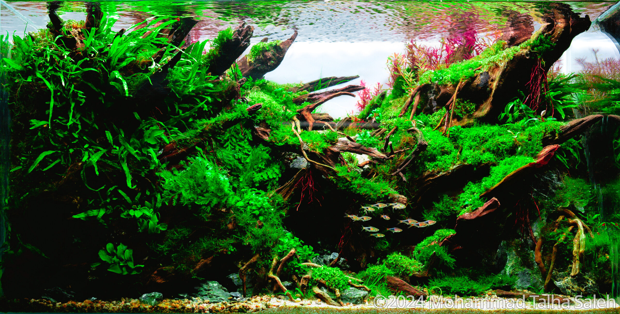 #338 Green Serenity by Mohammad Talha Saleh, Bangladesh