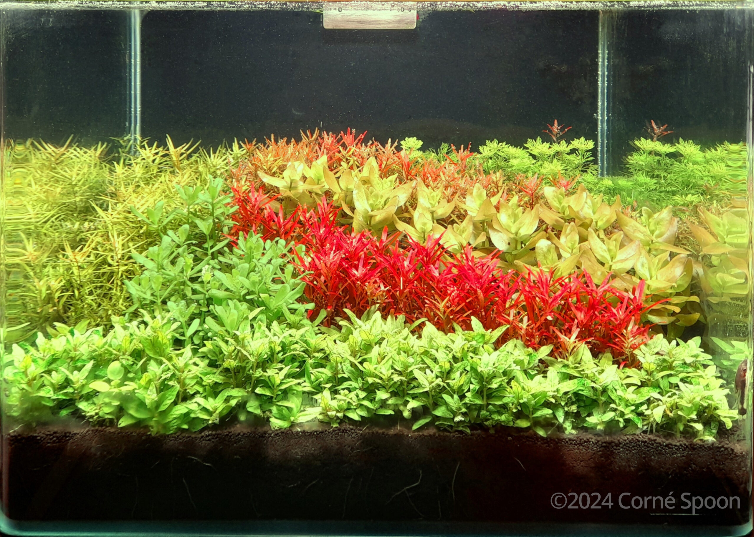 #34 Aquatic garden – Minor Palette by Corné Spoon, Netherlands