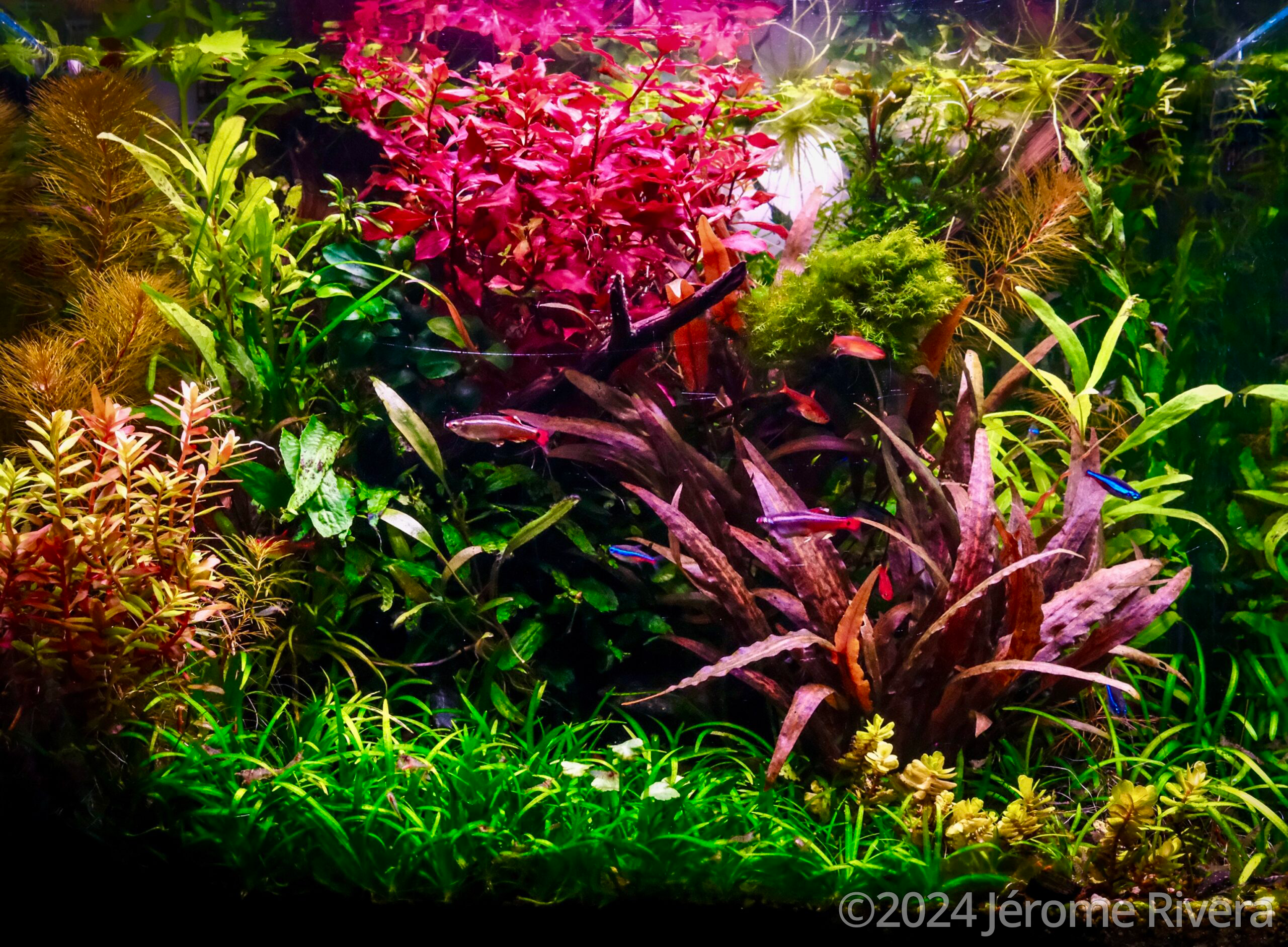 #347 Little Island by Jerome Rivera, France
