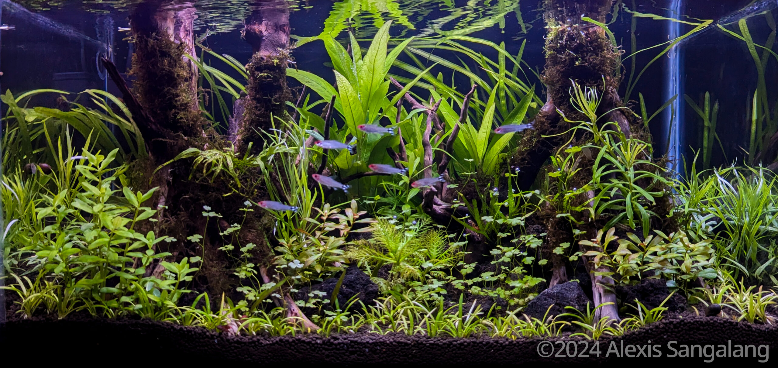 #352 Jungle’s Embrace by Alexis Sangalang, Philippines