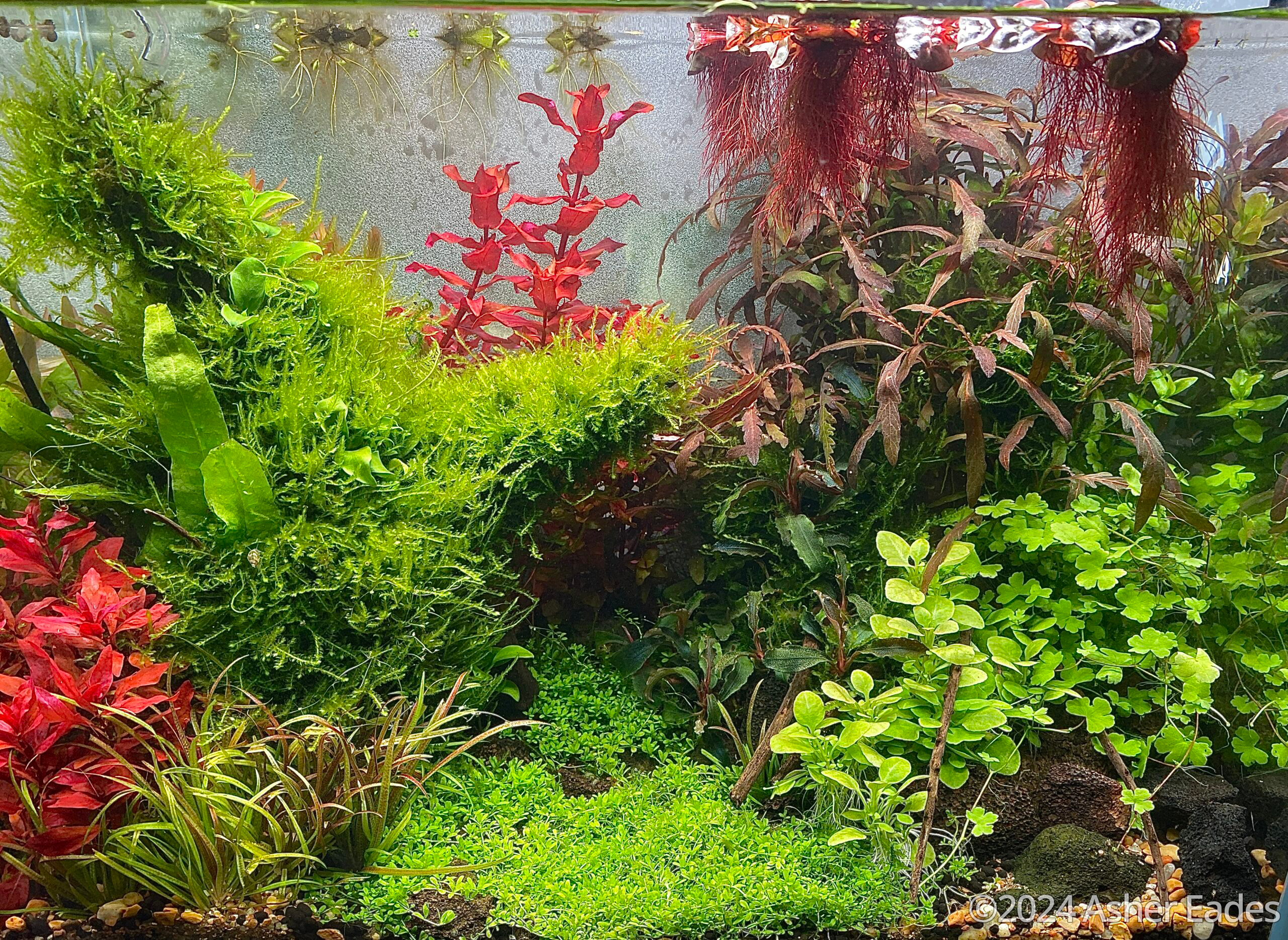 #355 Soggy Plants by Asher Eades, United States of America