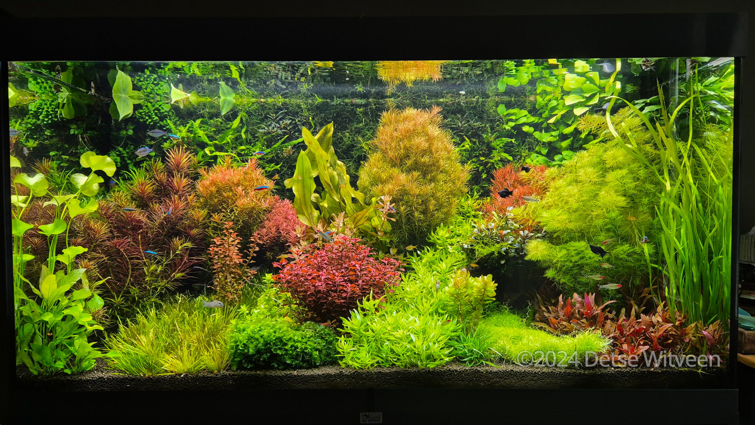 #371 Aquariumgarden-Detse by Detse Witveen, Netherlands