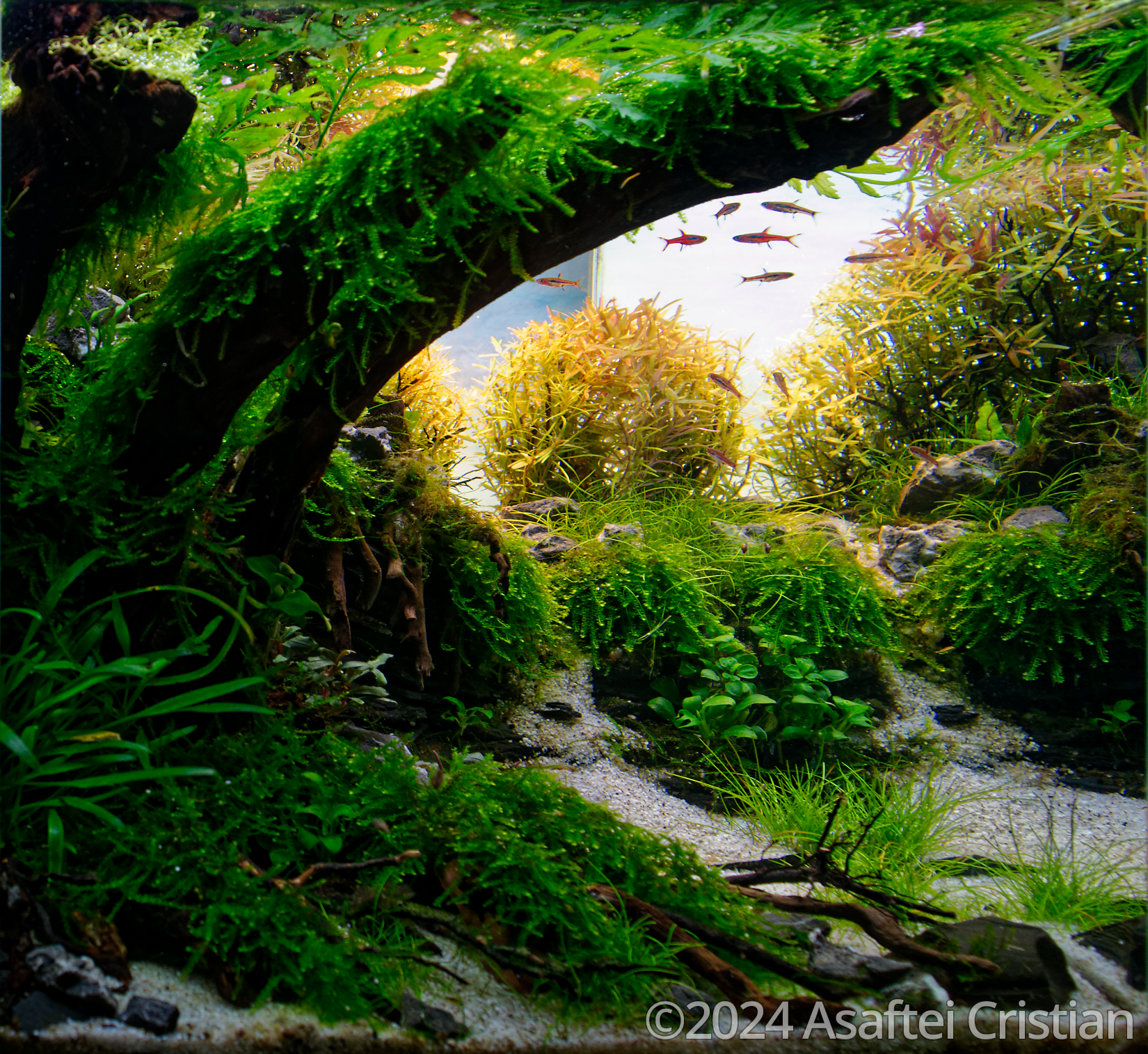 #375 Under the old tree by Asaftei Cristian, Romania