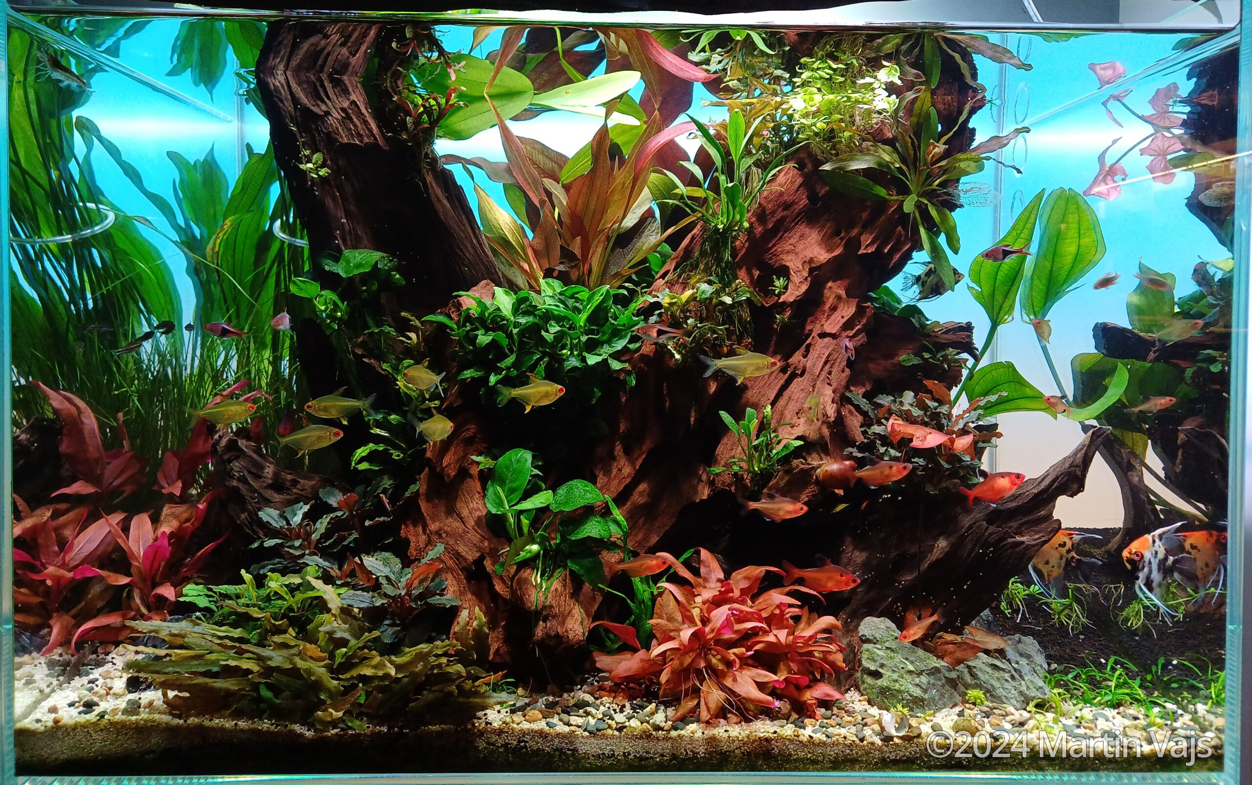 #382 My lost world in te roots by Martin Vajs, Czechia (Czech Republic)