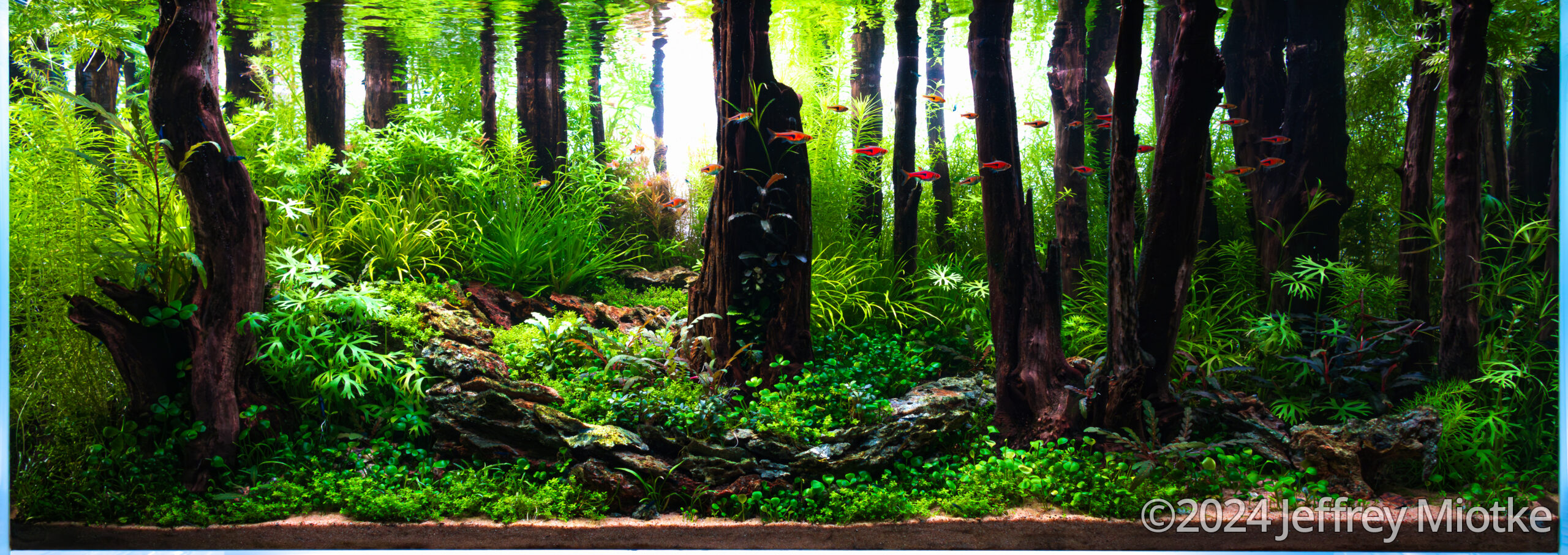 #391 Muir Woods by Jeffrey Miotke, United States of America