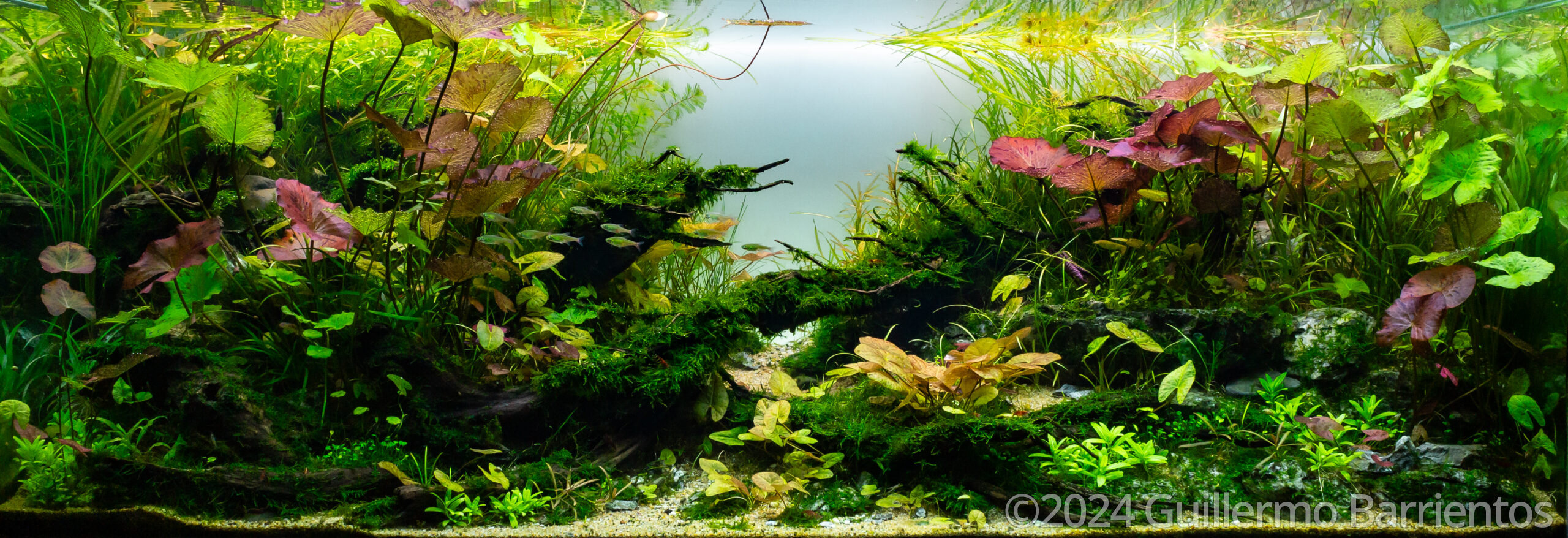 #397 Fallen woods in the Nymphaea stream by Guillermo Barrientos, Chile