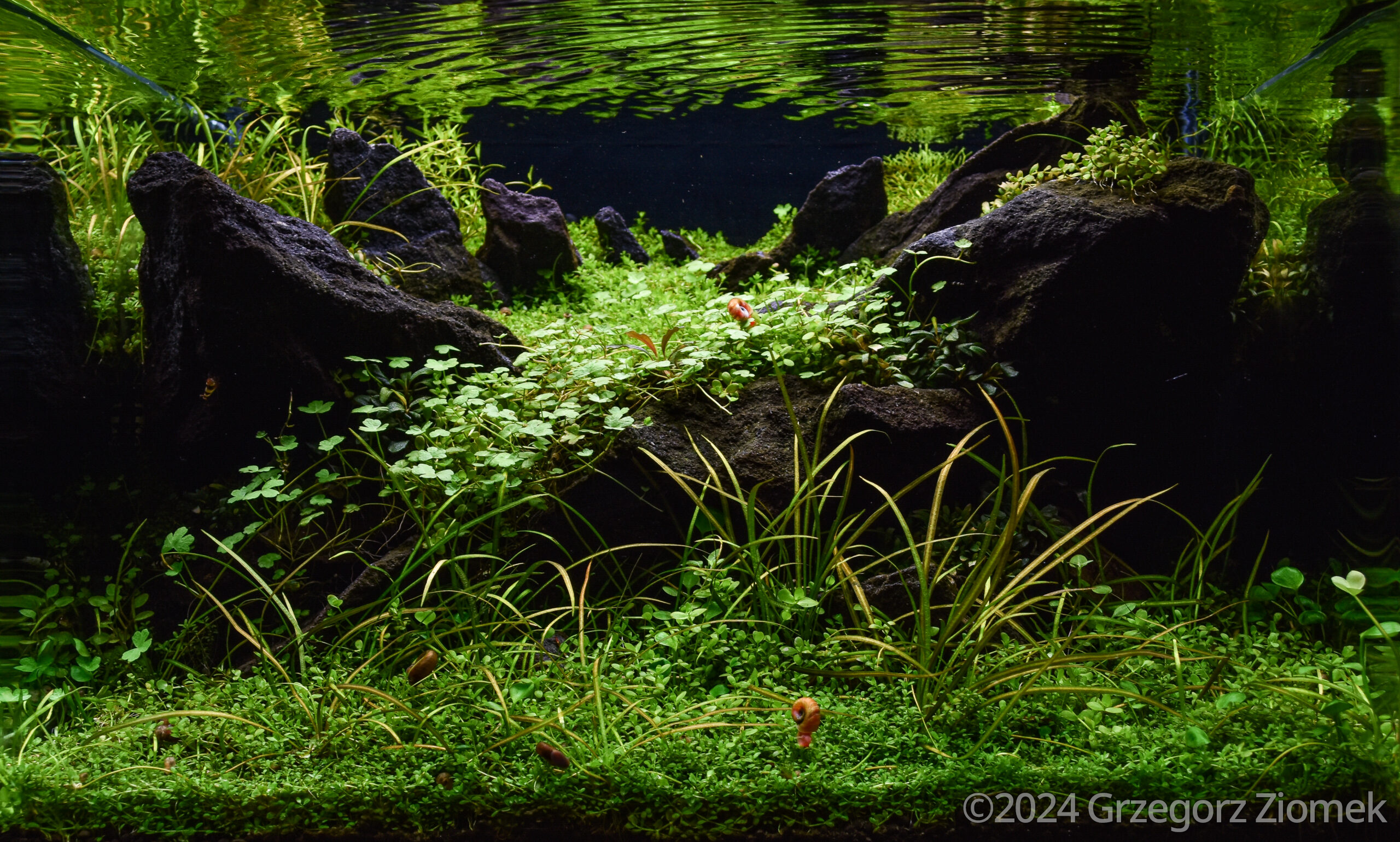 #398 Green flow by Grzegorz Ziomek, Germany