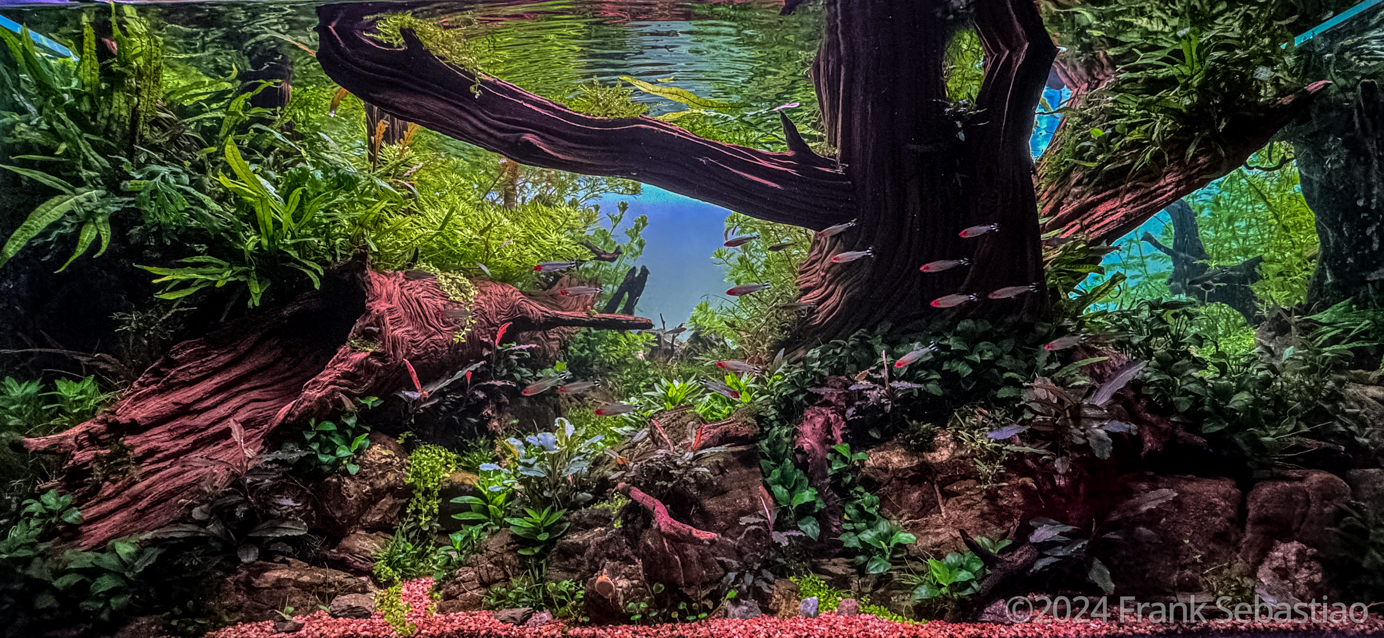 #399 Titan wood by Frank Sebastiao, Canada
