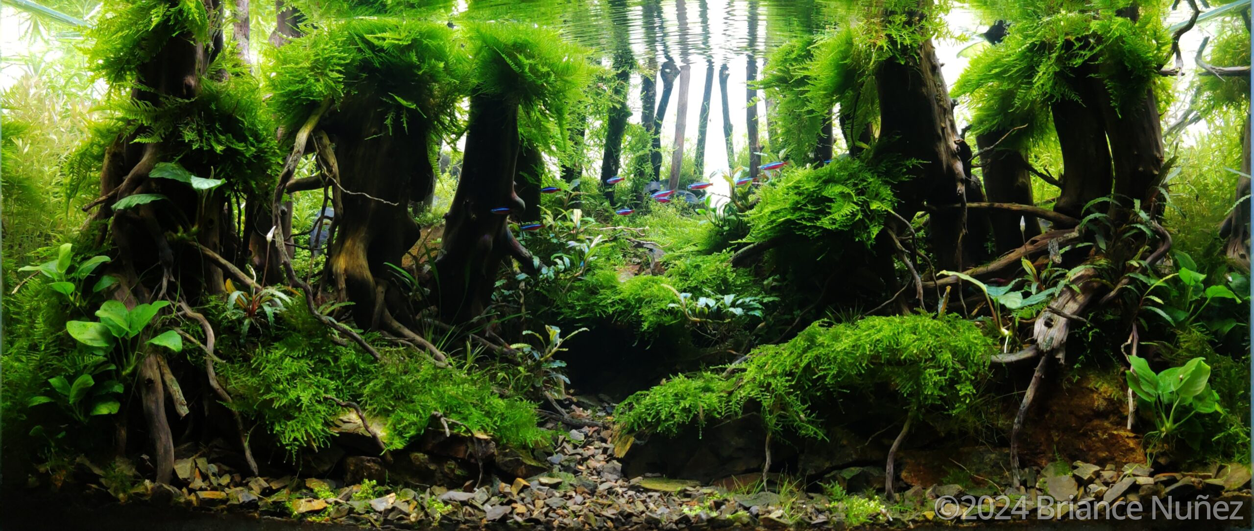 #41 Amazon forest by Briance Nuñez, Costa Rica