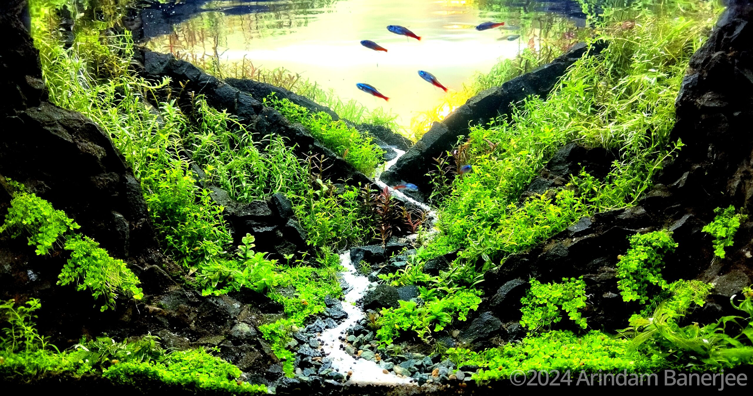 #412 Plasm of Life by Arindam Banerjee, India