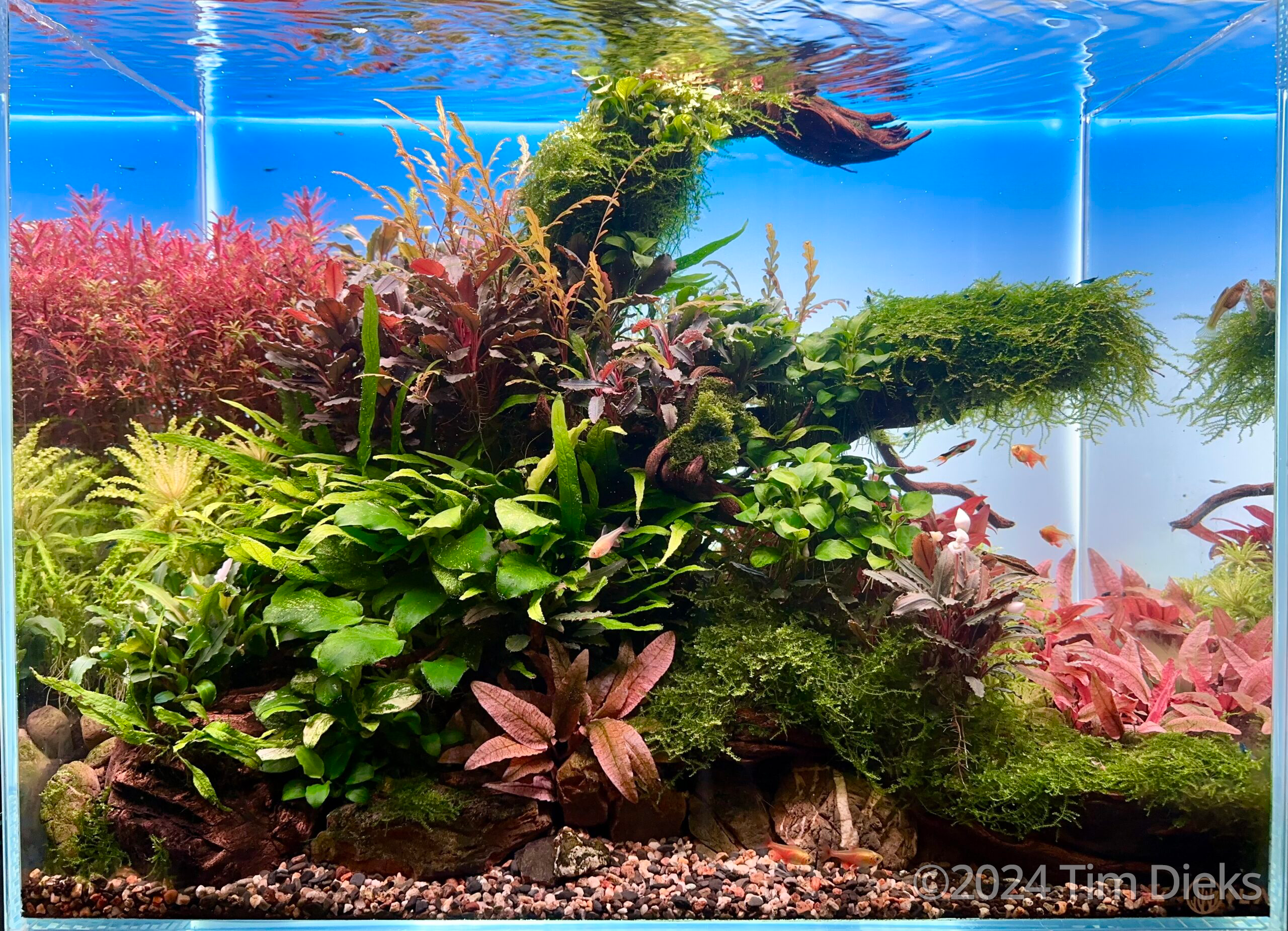 #416 Nature garden by Tim Dieks, Netherlands
