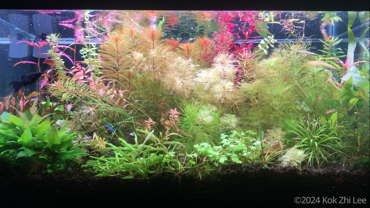 #434 Aquatic garden in the Fall by Kok Zhi Lee, United States of America