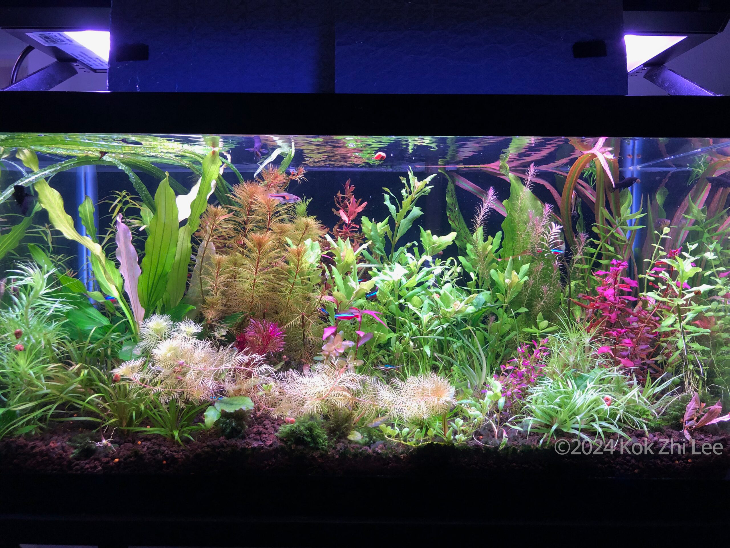 #438 Garden scape by Kok Zhi Lee, United States of America