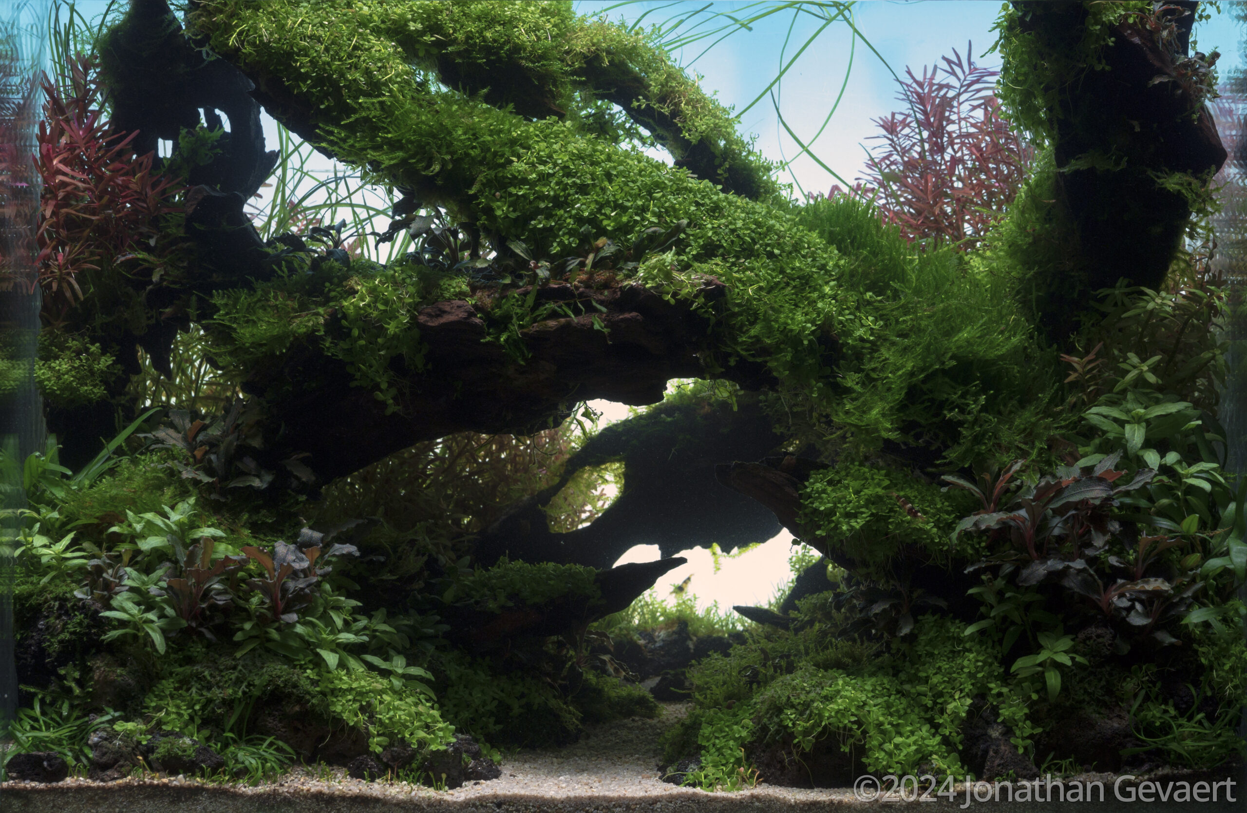 #440 Impact by Jonathan Gevaert, Belgium
