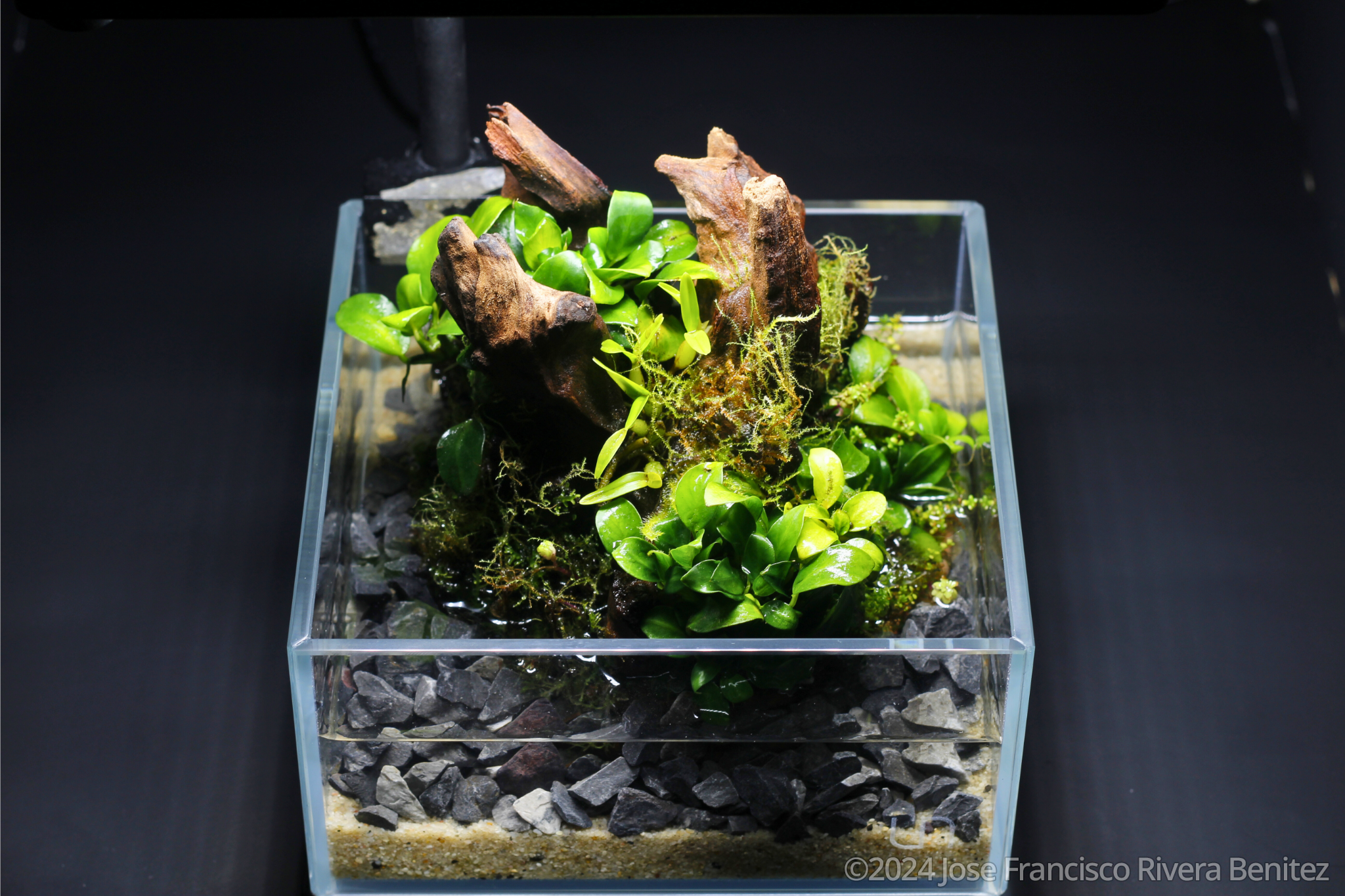 #443 Green stump by Jose Francisco Rivera Benitez, Mexico