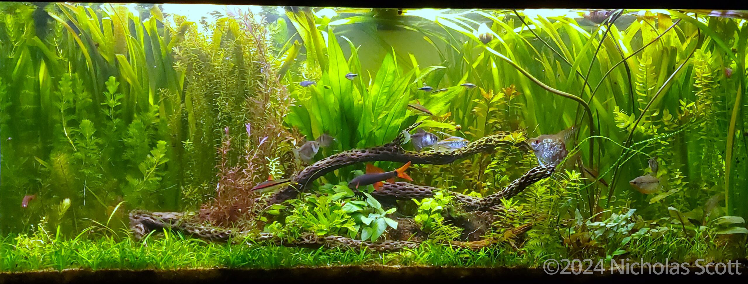 #450 Ephemeral Pond by Nicholas Scott, United States of America