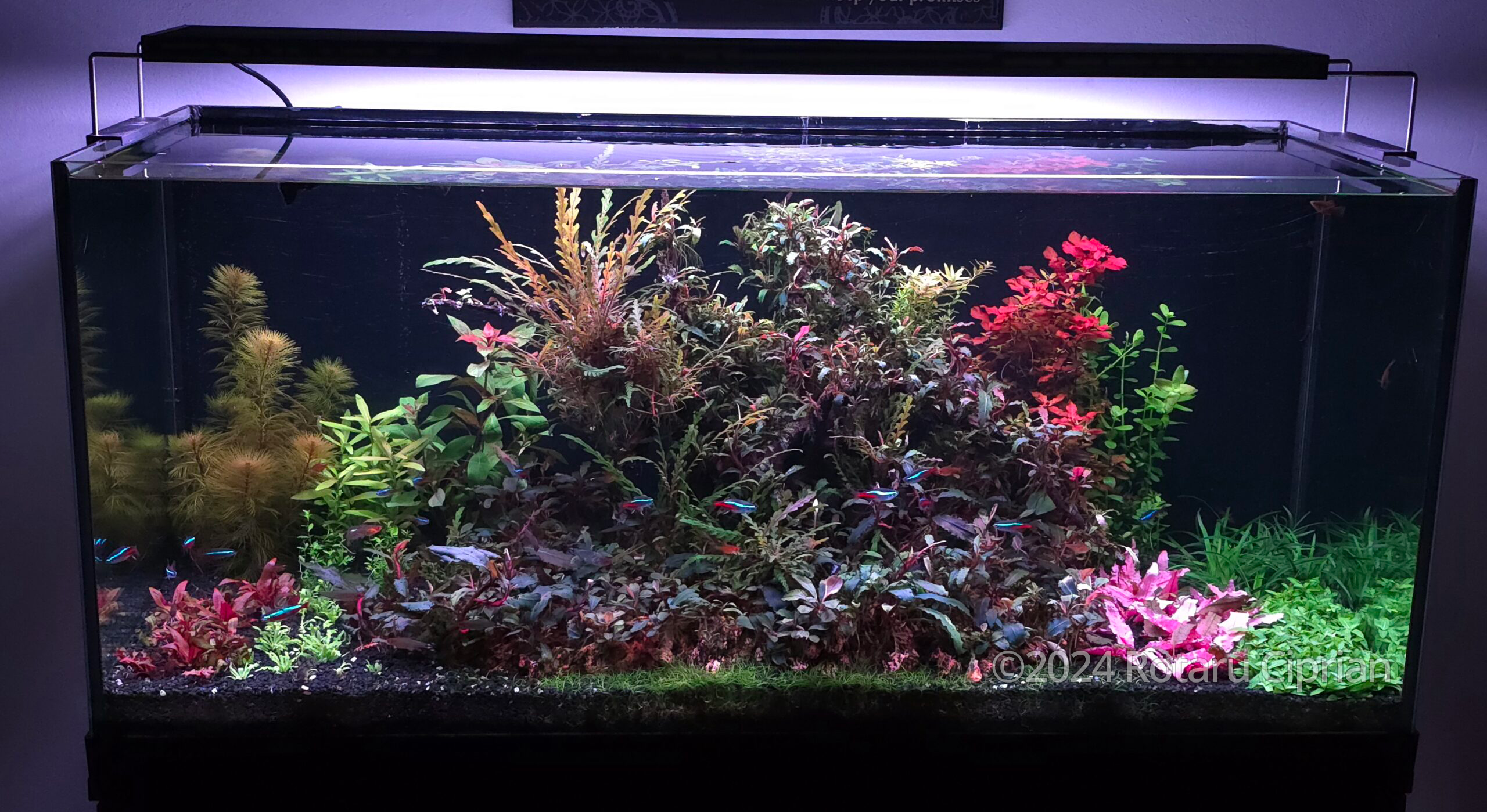 #455 Island Plant by Rotaru Ciprian, Romania