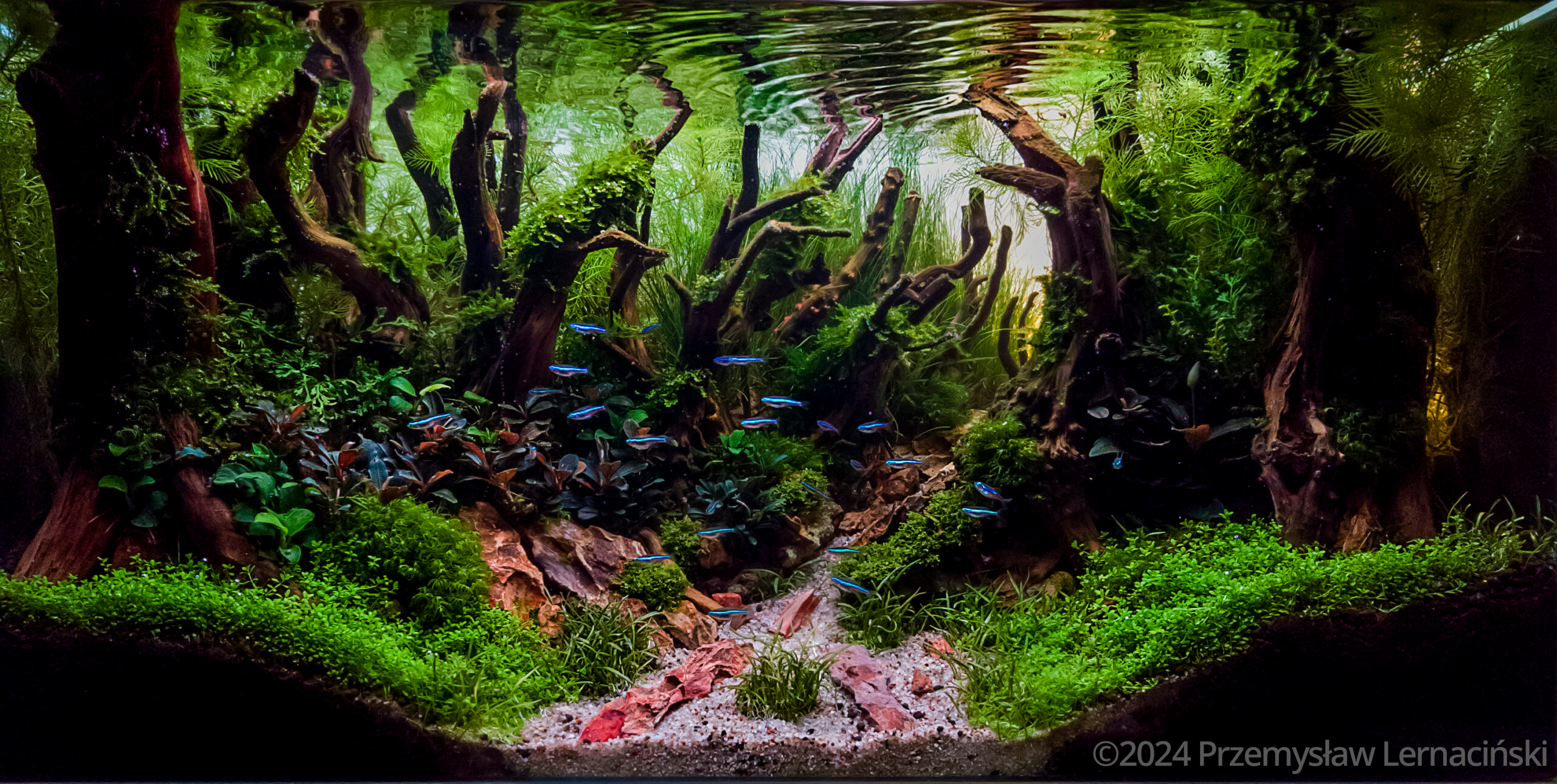 #67  by Przemysław Lernaciński, Poland